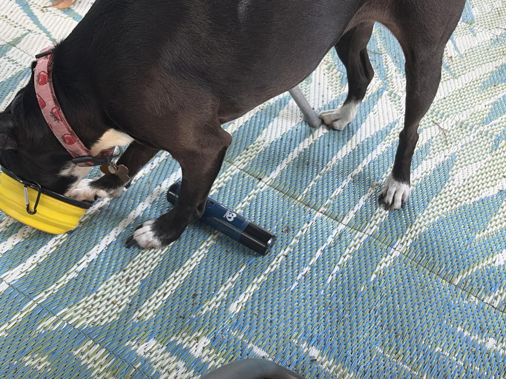 Casfuy Dog Nail Grinder Upgraded - Professional 2-Speed Electric Rechargeable Pet Nail Trimmer Painless Paws Grooming & Smoothing for Small Medium Large Dogs & Cats (Dark Blue) customer photo 2