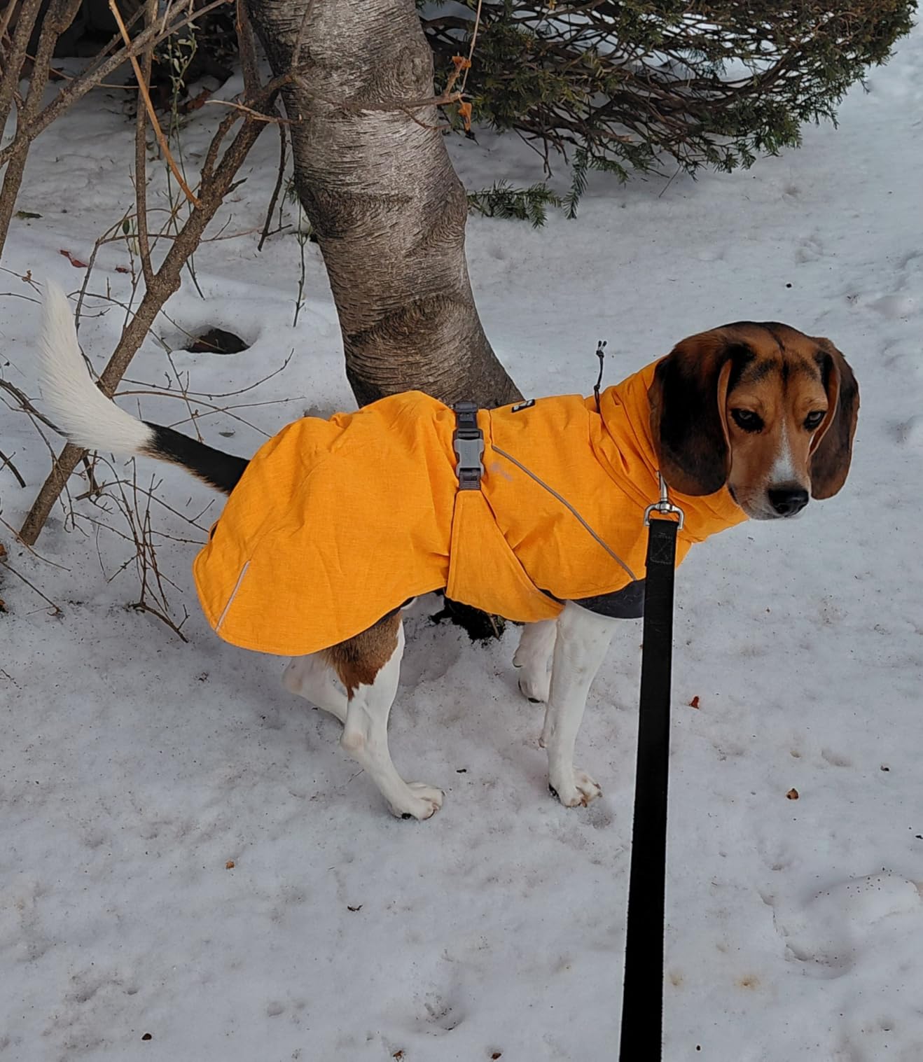 Expedition Parka, Winter Dog Coat, BlackBerry, 26 in customer photo 2