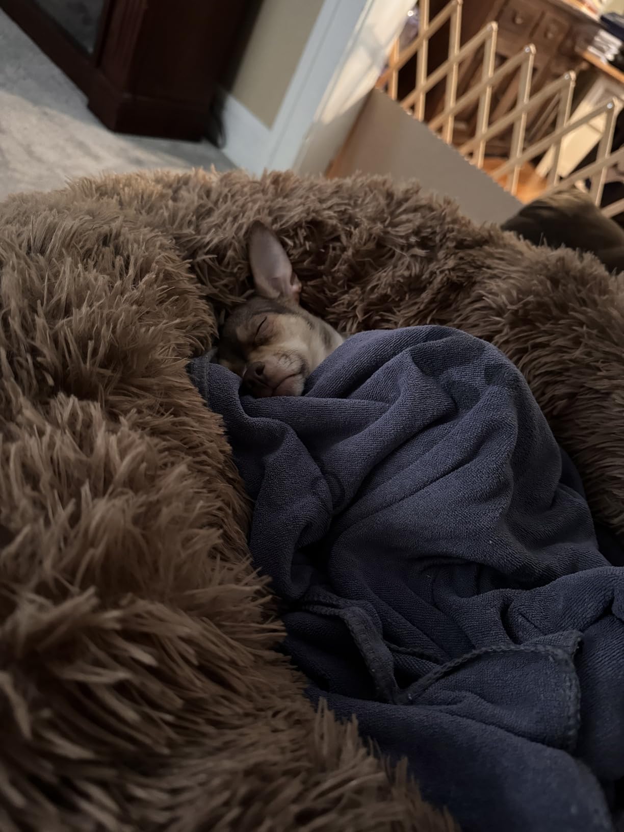 MIXJOY Orthopedic Dog Bed Comfortable Donut Cuddler Round Pet Beds Ultra Soft Washable Dog and Cat Cushion Bed (20''/23''/30'') (30'', Brown) customer photo 1