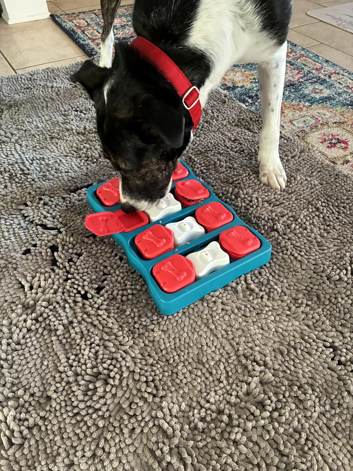 Outward Hound by Nina Ottosson Dog Hide N' Slide - Interactive Treat Puzzle Enrichment Toy, Level 2 Intermediate customer photo 1