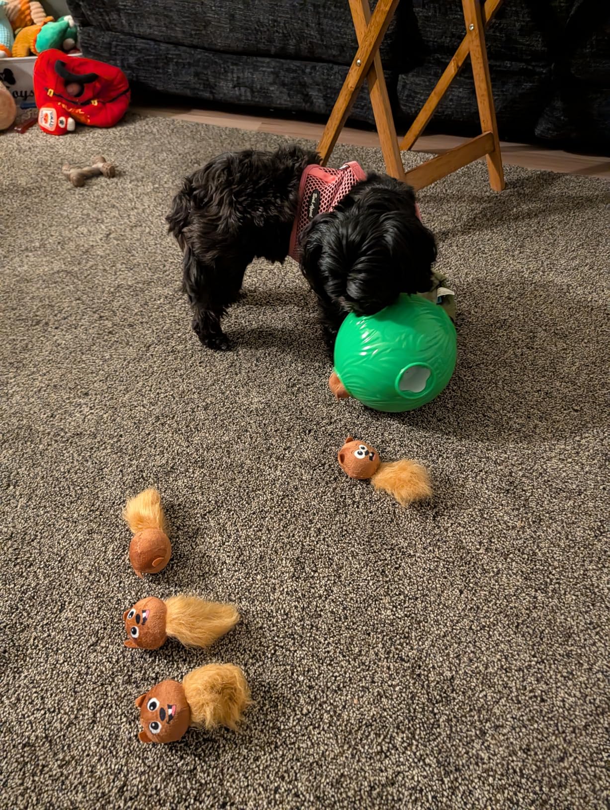 Outward Hound by Nina Ottosson Dog Hide N' Slide - Interactive Treat Puzzle Enrichment Toy, Level 2 Intermediate customer photo 2