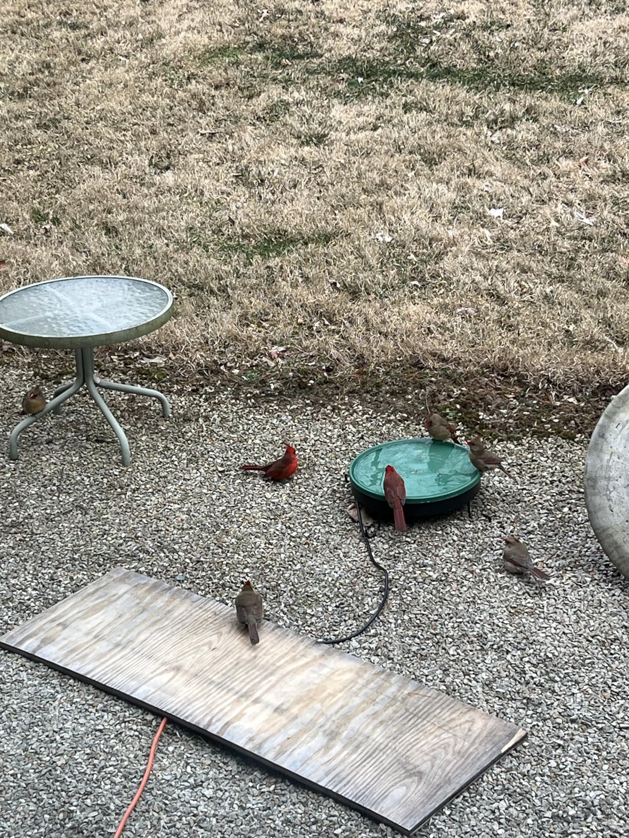Heated Bird Bath for Outdoors for Winter, 3 Easy Ways to Mount Detachable Bird Bath Bowl, 75W Heated Bird Baths with Thermostatically Controlled customer photo 1