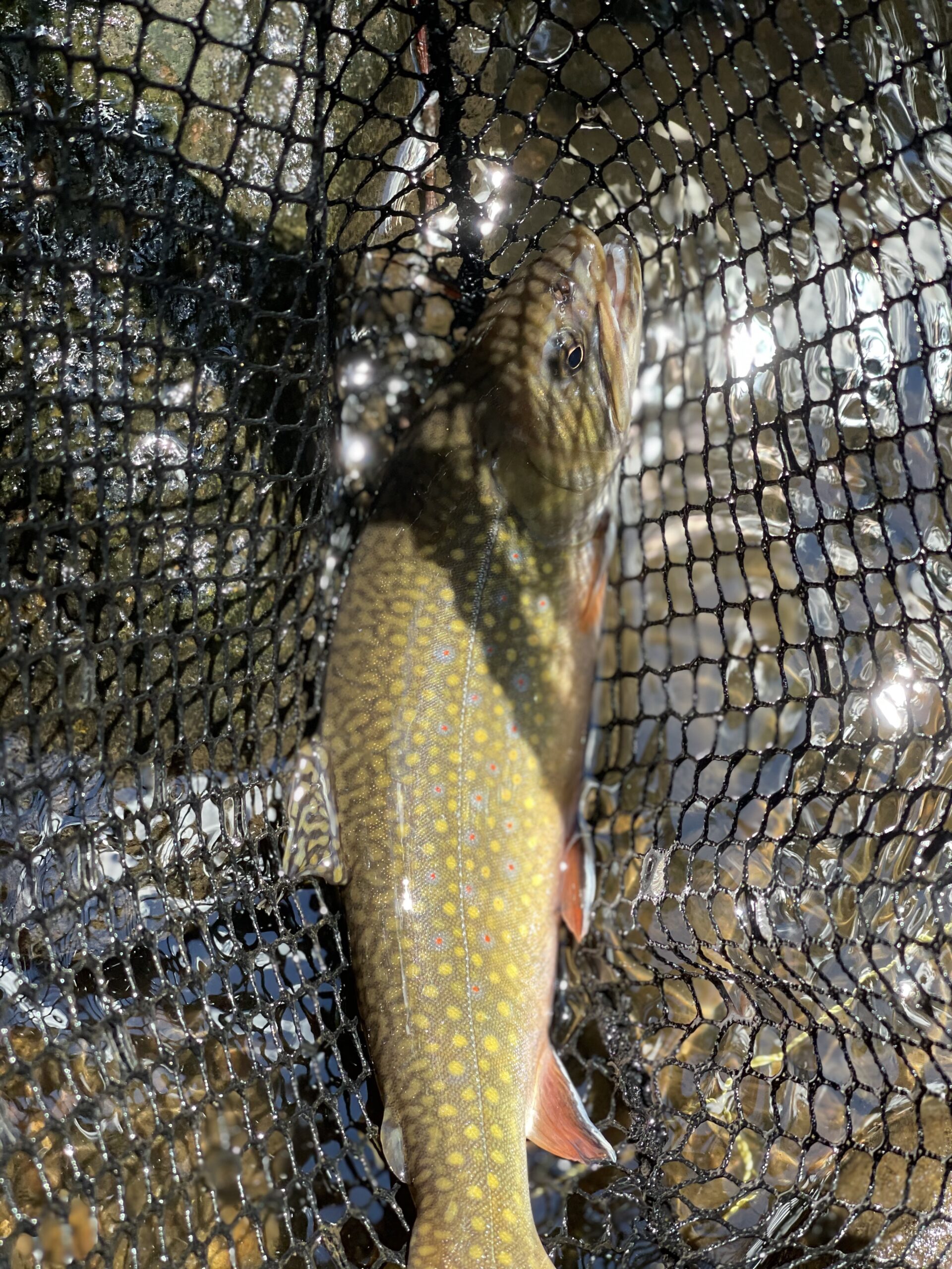 Maxcatch Tenkara Fly Fishing Rod and Combo 7:3 Action, 9/10/11/12/13ft/Triple Zoom customer photo 1
