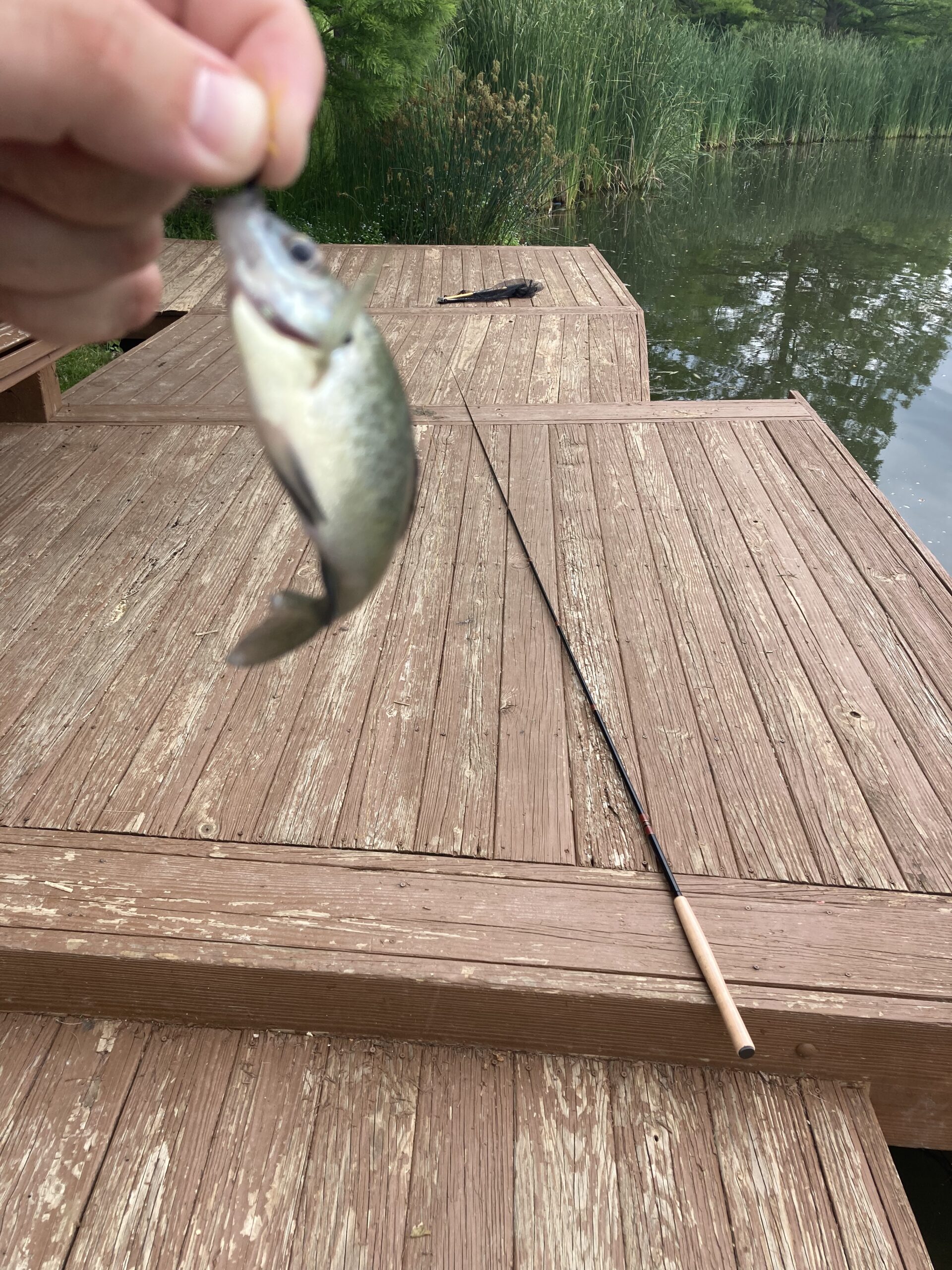Maxcatch Tenkara Fly Fishing Rod and Combo 7:3 Action, 9/10/11/12/13ft/Triple Zoom customer photo 2