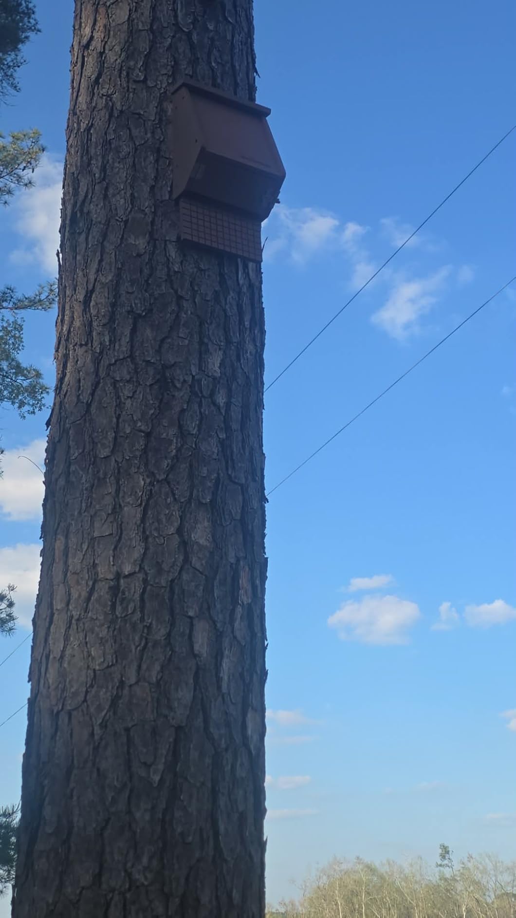 WHITEHORSE Certified Bat House for Outdoors - Fits up to 225 Bats - A 3-Chamber Nursery Bat Box - Certified by MTBC and CWF - Get Rid of Mosquitoes While Supporting Bats (Black) customer photo 2