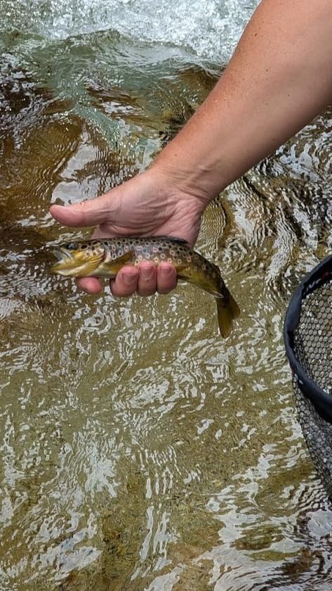 Tenkara Rod Pro IM12 Nano 6:4 Action 5 Most Used Sizes All Water Conditions Quality Carbon Tube Packing, Extra Spare Sections Included, Tenkara Fly Rod&Combo customer photo 1