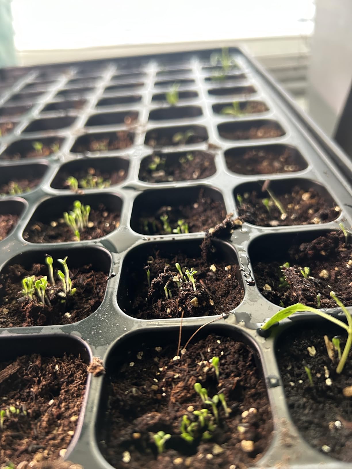 SOLIGT 2 Set 60-Cell Seed Starter Kit - Strong Seed Trays with Humidity Domes, Cell Trays and Seedling Heat Mats customer photo 1