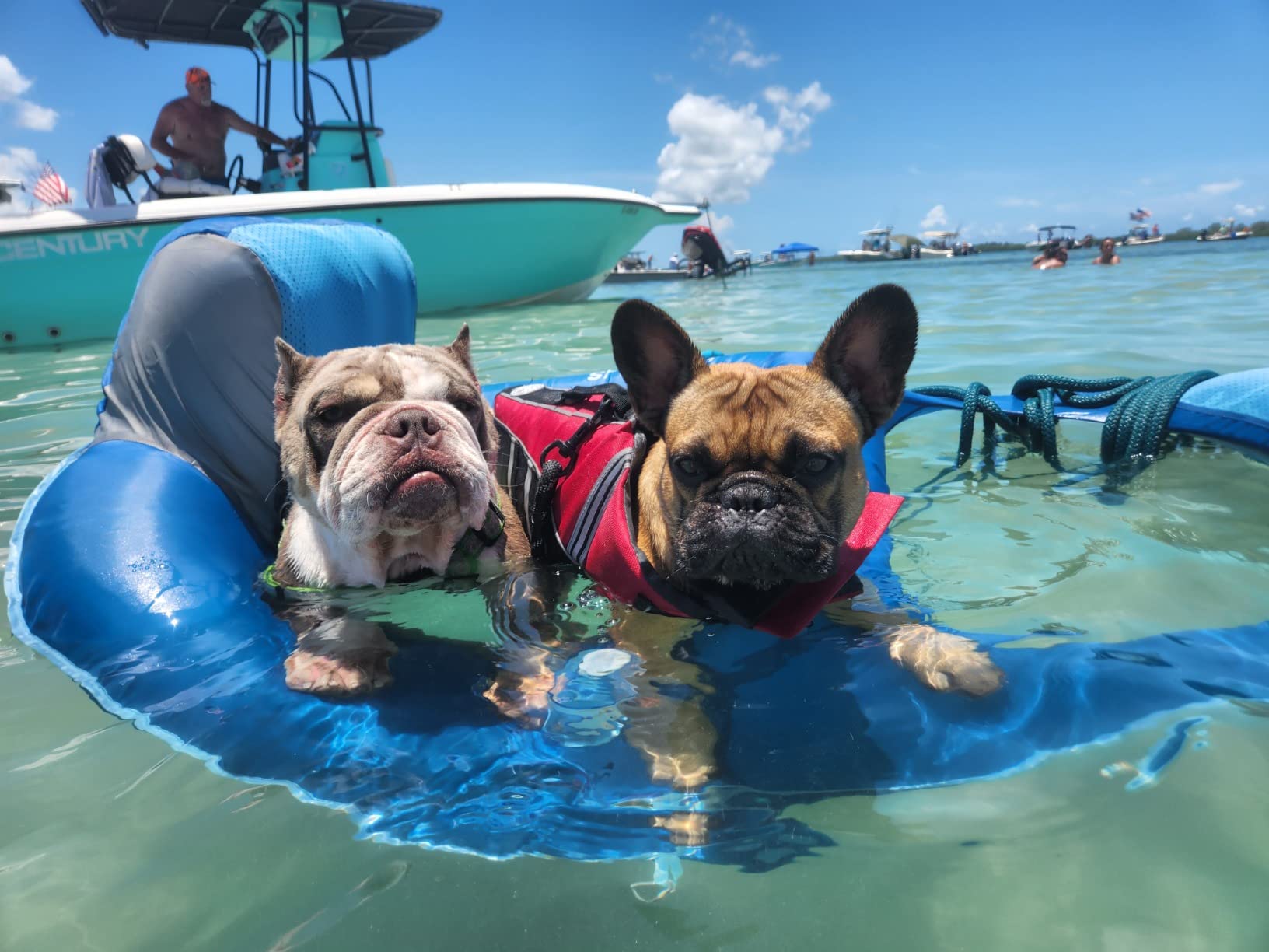 Petglad French Bulldog Life Jacket, Life Vest with Chin Float Rescue Handle for Corgi Pug, Adjustable High Visibility Flotation Swim Vest for Swimming Boating (Green) customer photo 1