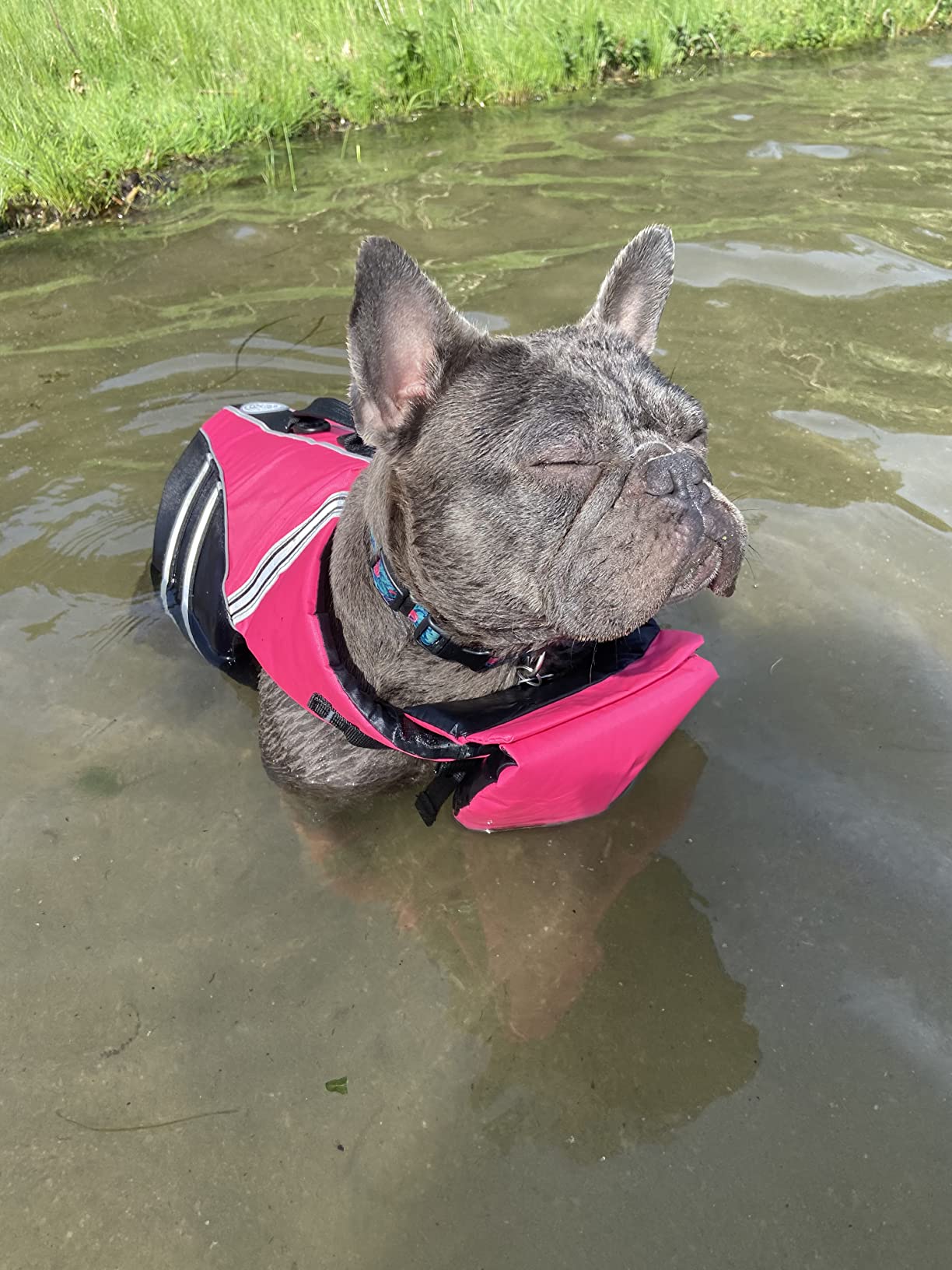 Petglad French Bulldog Life Jacket, Life Vest with Chin Float Rescue Handle for Corgi Pug, Adjustable High Visibility Flotation Swim Vest for Swimming Boating (Green) customer photo 2