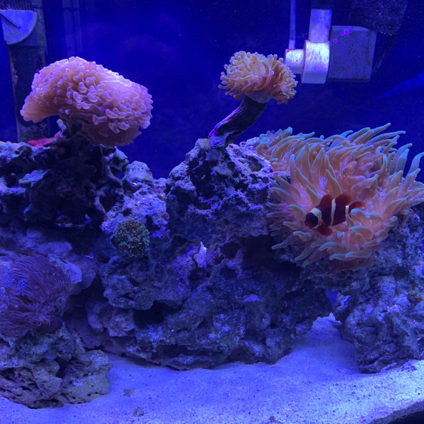 NICREW 36W Saltwater Aquarium Light, Marine LED Reef Light for Corals, Programmable Timer Controller, 36 to 48-Inch customer photo 2