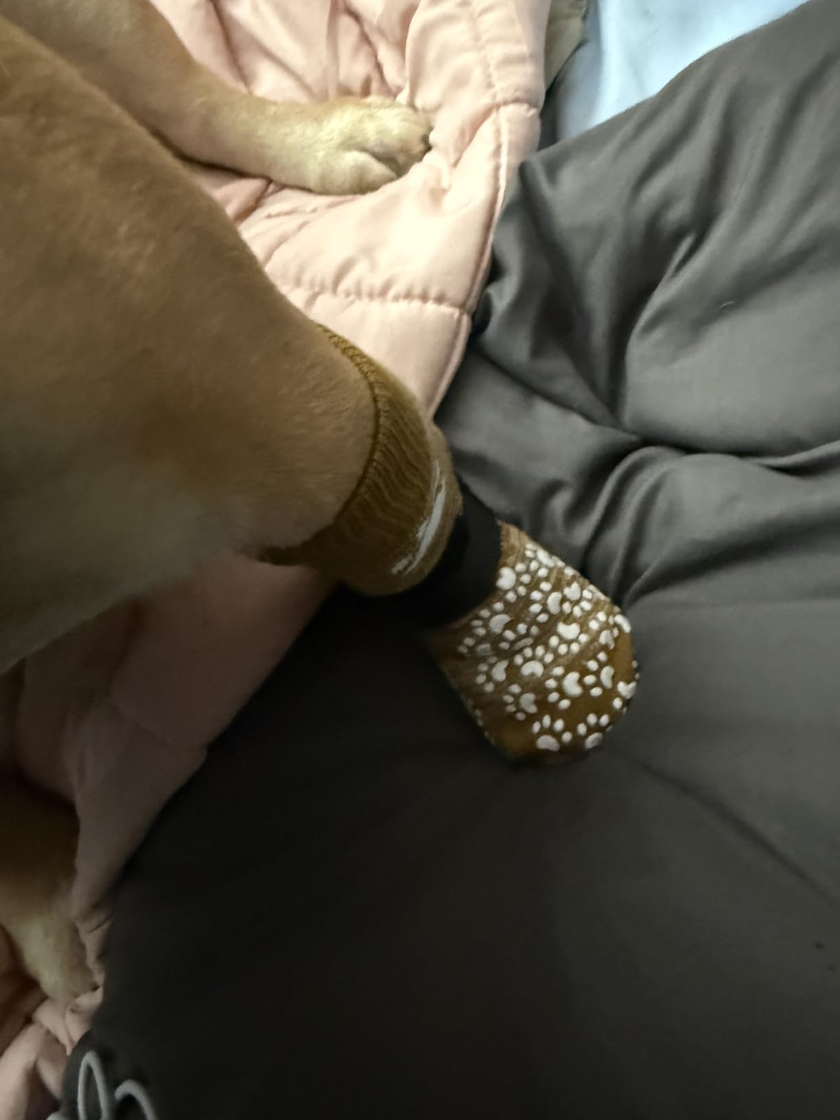 EXPAWLORER Anti Slip Dog Socks to Prevent Licking Paws, Dog Shoes for Hot Pavement, Dog Booties for Small Medium Large Senior Dogs customer photo 1