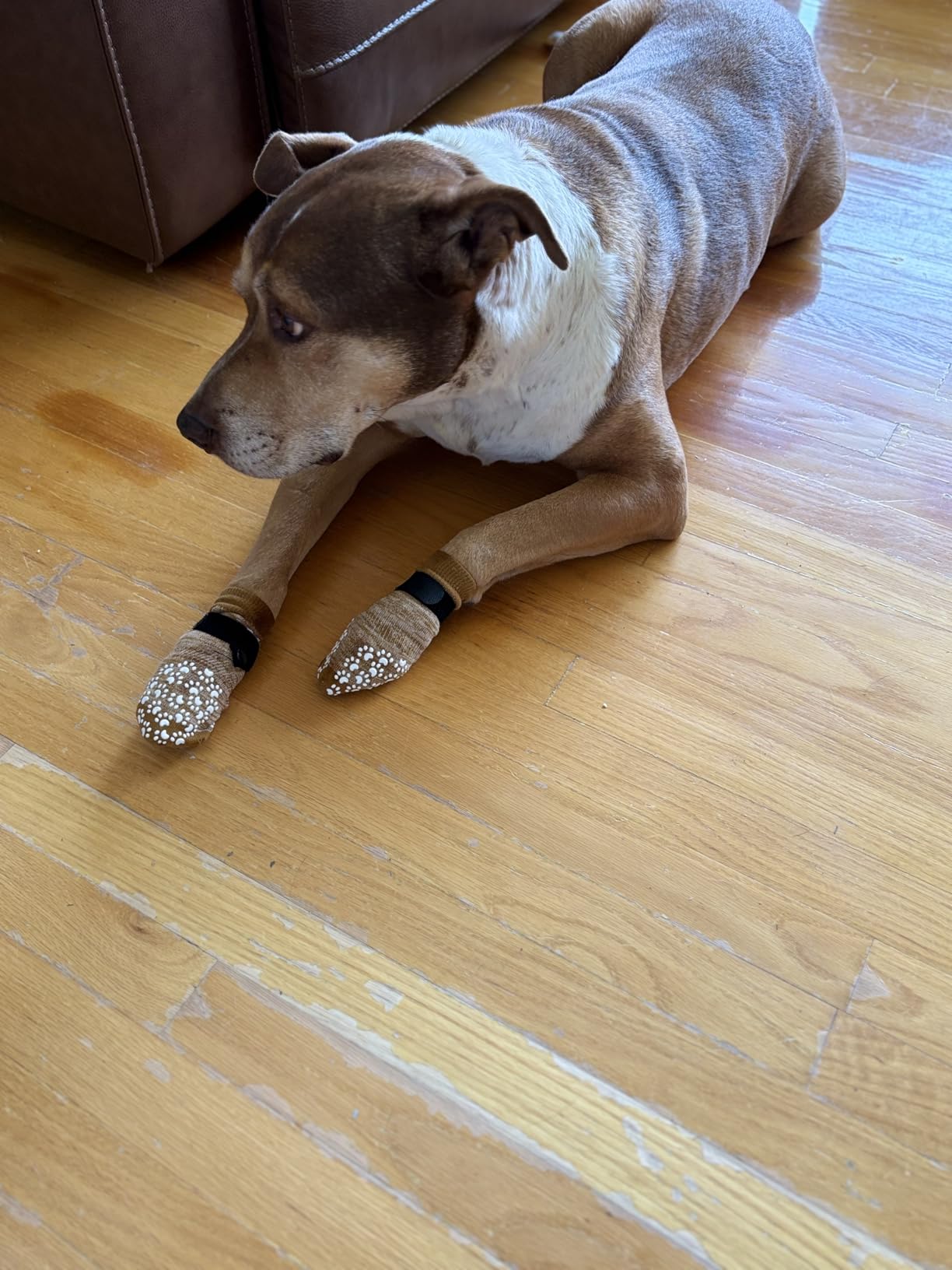 EXPAWLORER Anti Slip Dog Socks to Prevent Licking Paws, Dog Shoes for Hot Pavement, Dog Booties for Small Medium Large Senior Dogs customer photo 2