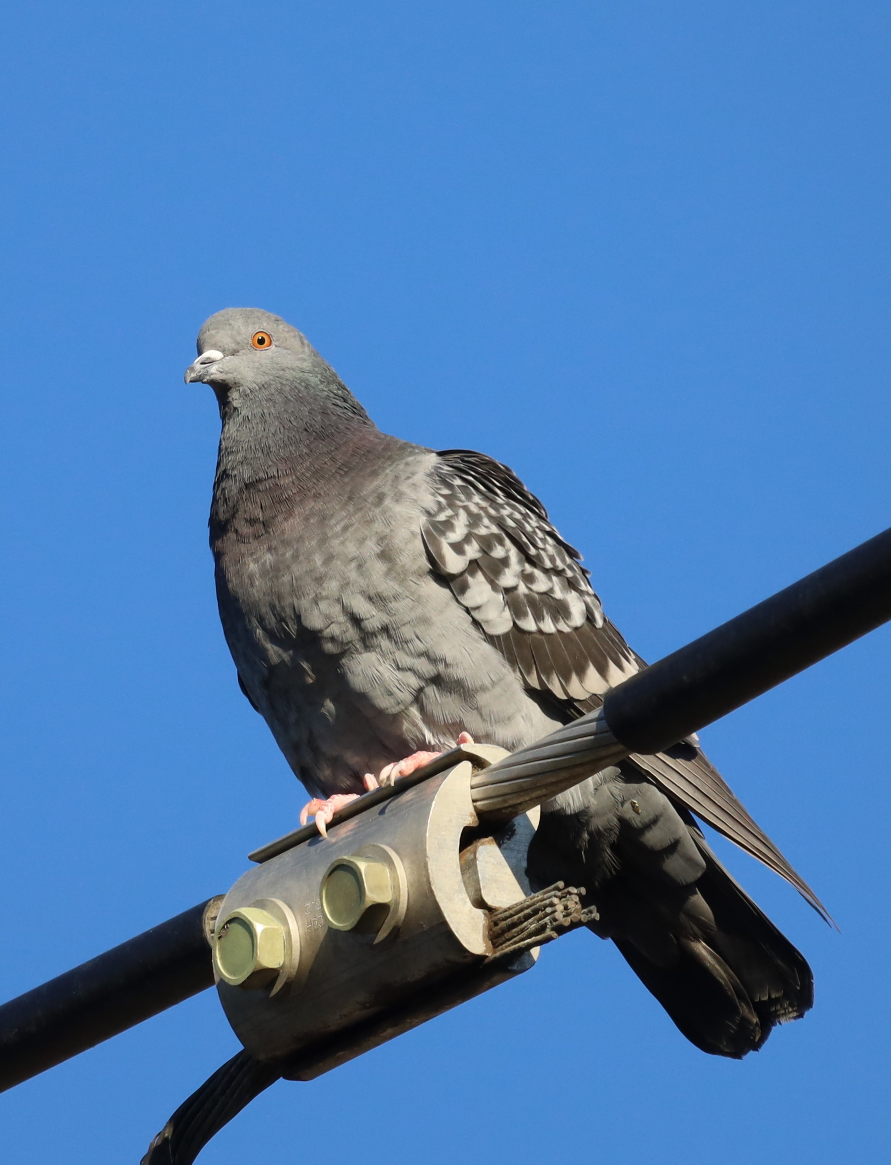 Canon RF 600mm f/11 is STM Lens - Super Telephoto Prime for Wildlife & Travel customer photo 1
