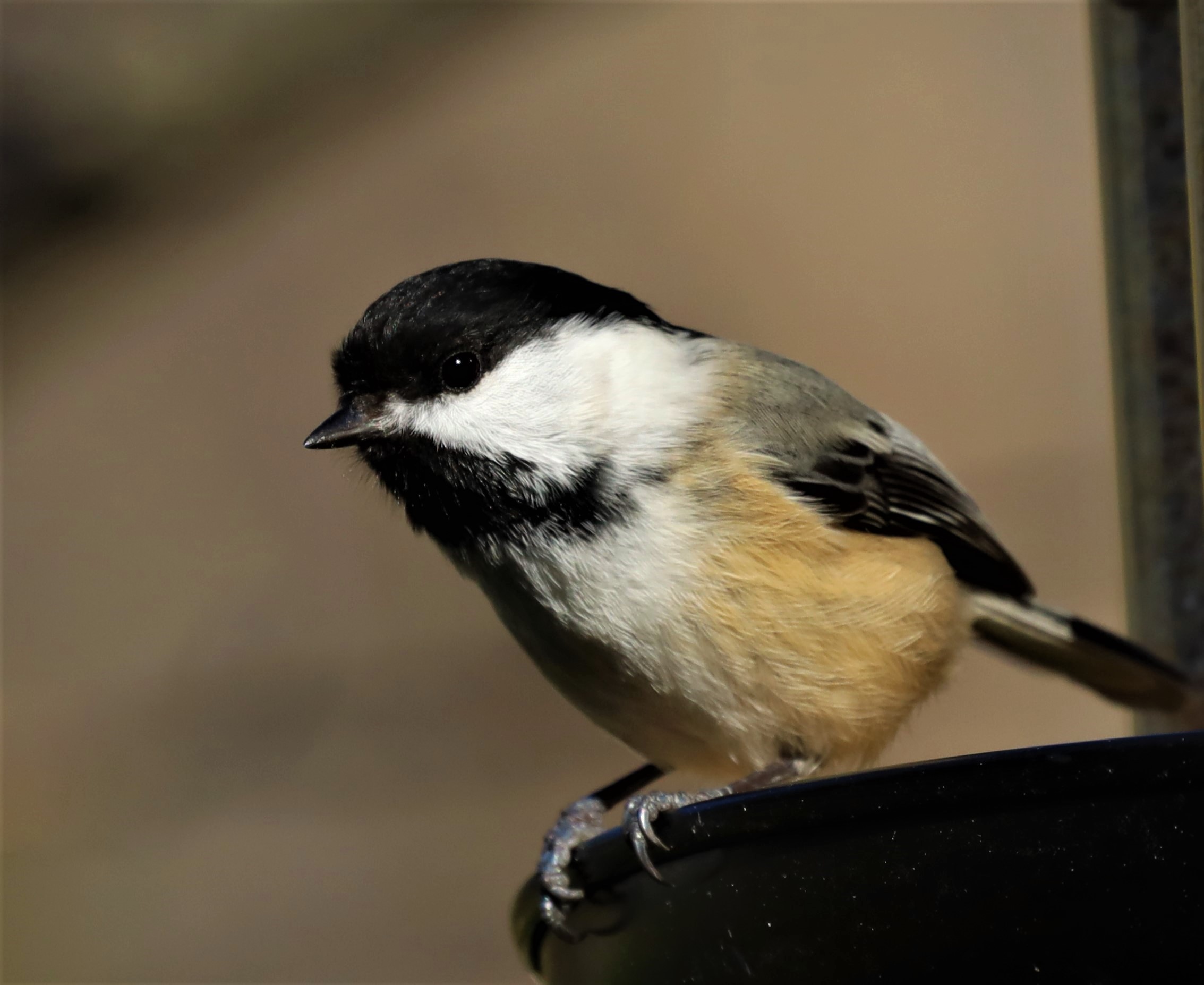 Canon RF 600mm f/11 is STM Lens - Super Telephoto Prime for Wildlife & Travel customer photo 2