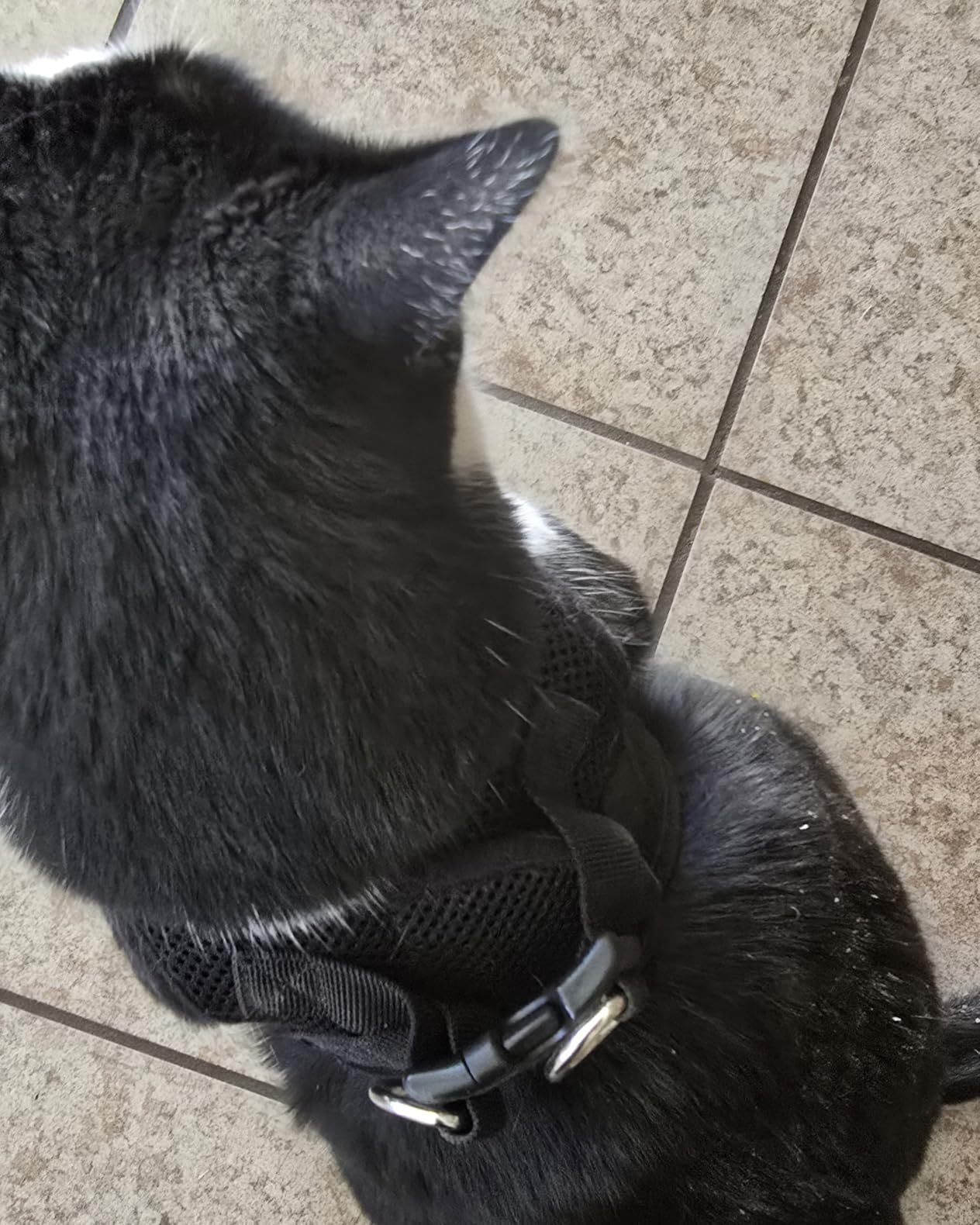 Best Pet Supplies Voyager Step-in Air Harness - All Weather Mesh, Reflective, No Pull Harness for Dogs, Cats - Secure with Hook & Loop Fastener, Buckle, Double D-Rings - Fuchsia, S customer photo 1