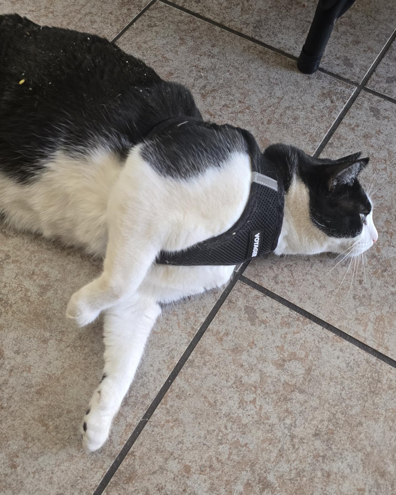 Best Pet Supplies Voyager Step-in Air Harness - All Weather Mesh, Reflective, No Pull Harness for Dogs, Cats - Secure with Hook & Loop Fastener, Buckle, Double D-Rings - Fuchsia, S customer photo 2