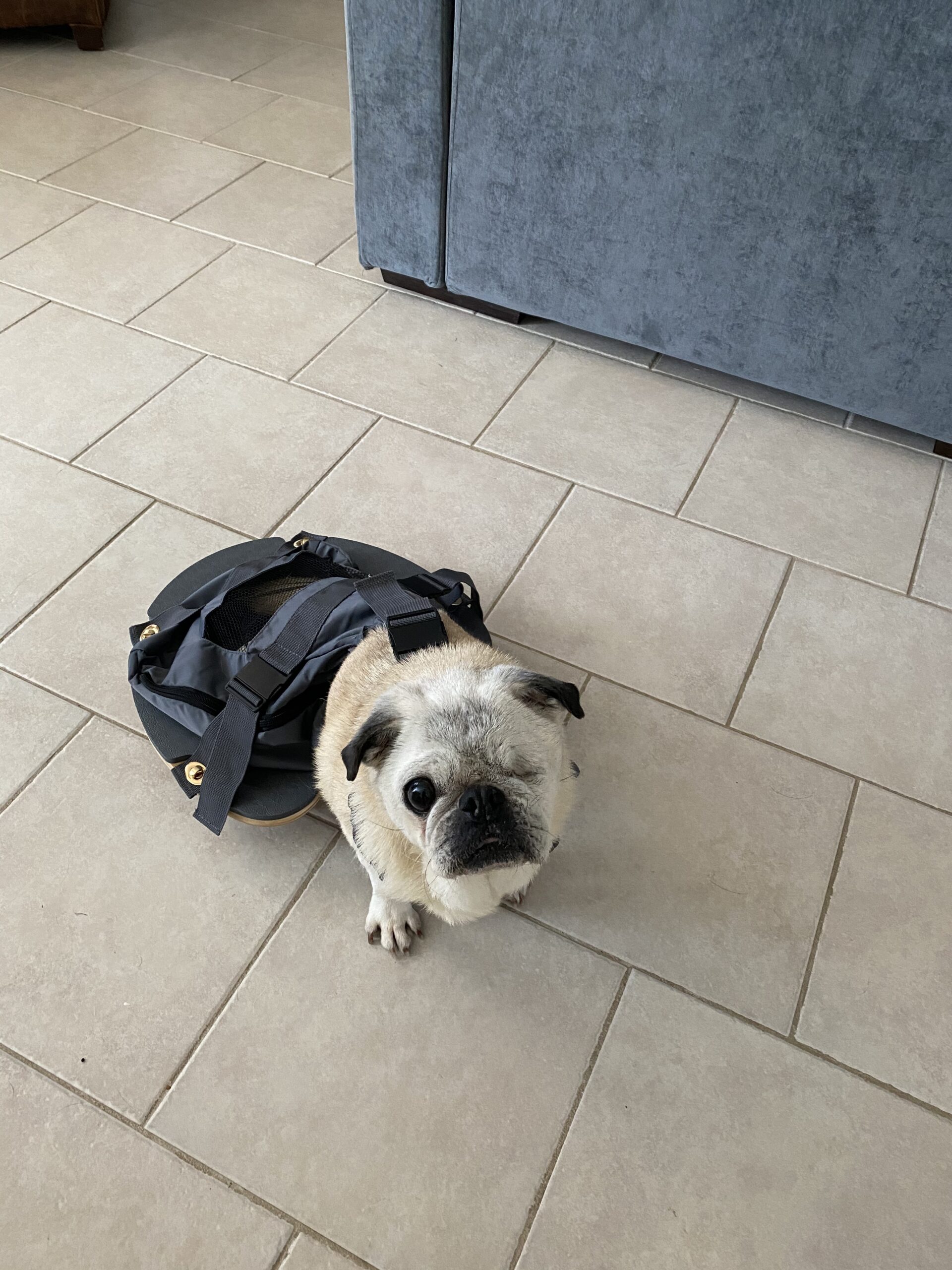 derYEP Pet Scooter Wheelchair for Rear Legs paralyzed Dog Protects Chest and Limbs customer photo 2