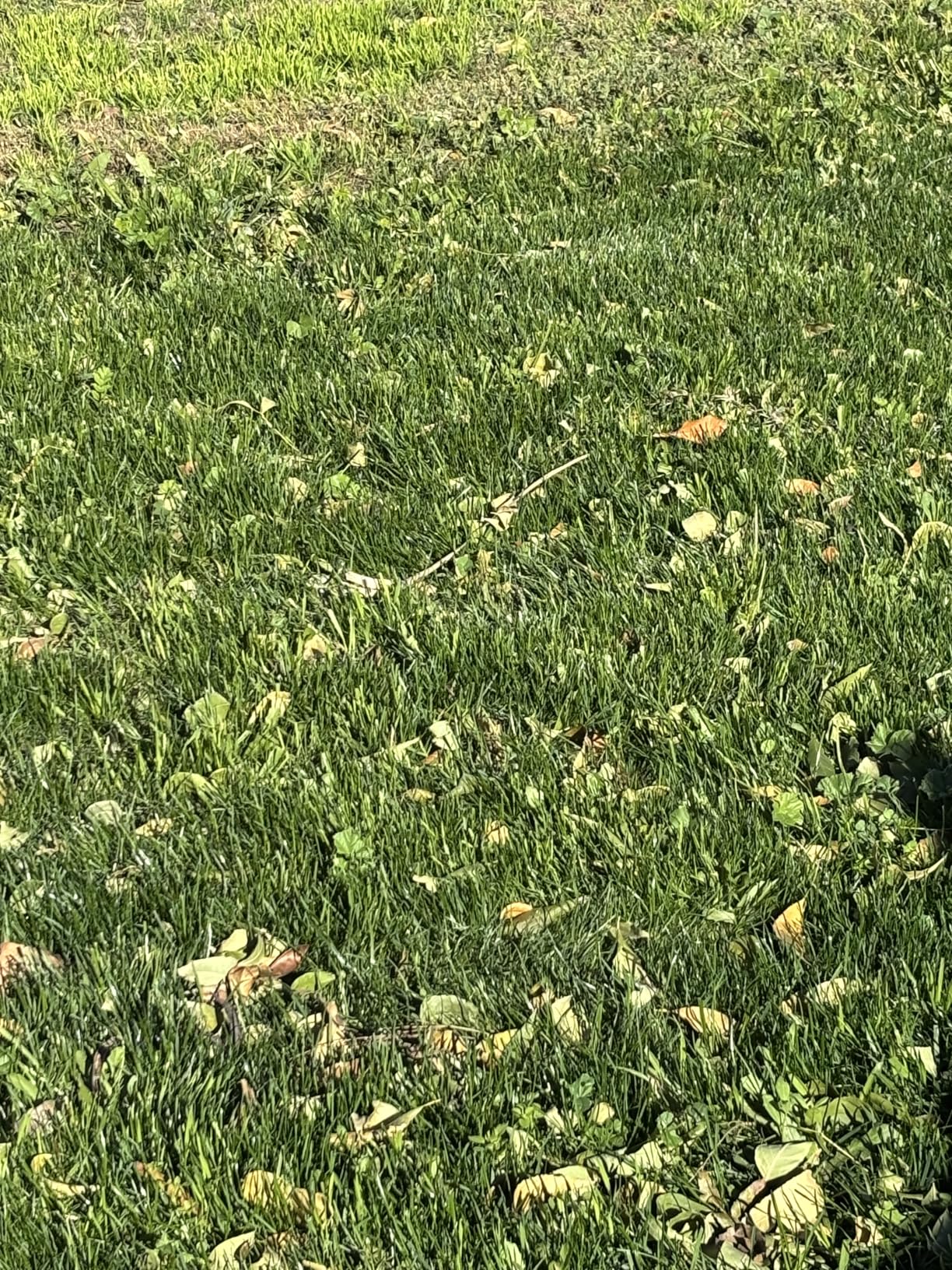 Scotts Turf Builder Rapid Grass Sun and Shade Mix, Combination Grass Seed and Fertilizer, Grows Green Grass in Just Weeks, 5.6 lbs. customer photo 2