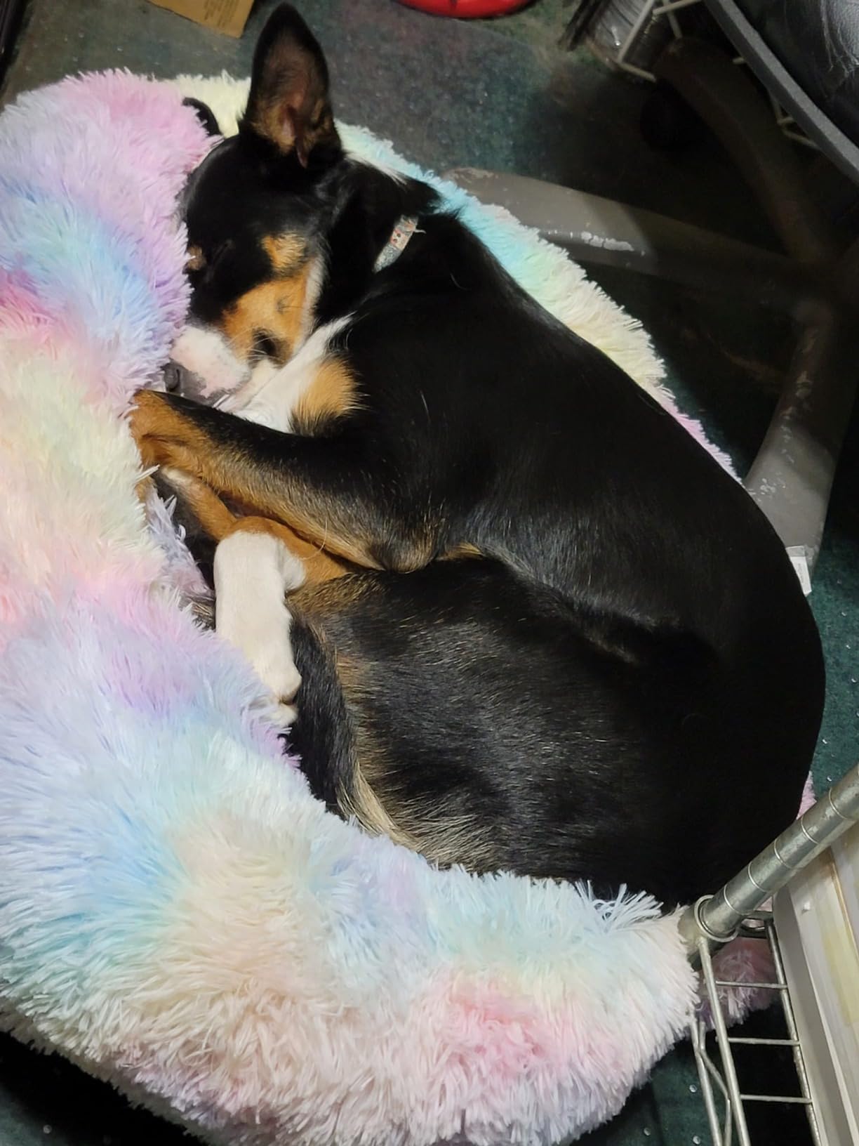 WESTERN HOME WH Calming Dog Bed & Cat Bed, Anti-Anxiety Donut Dog Cuddler Bed, Warming Cozy Soft Dog Round Bed, Fluffy Faux Fur Plush Dog Cat Cushion Bed for Small Medium Dogs and Cats customer photo 1