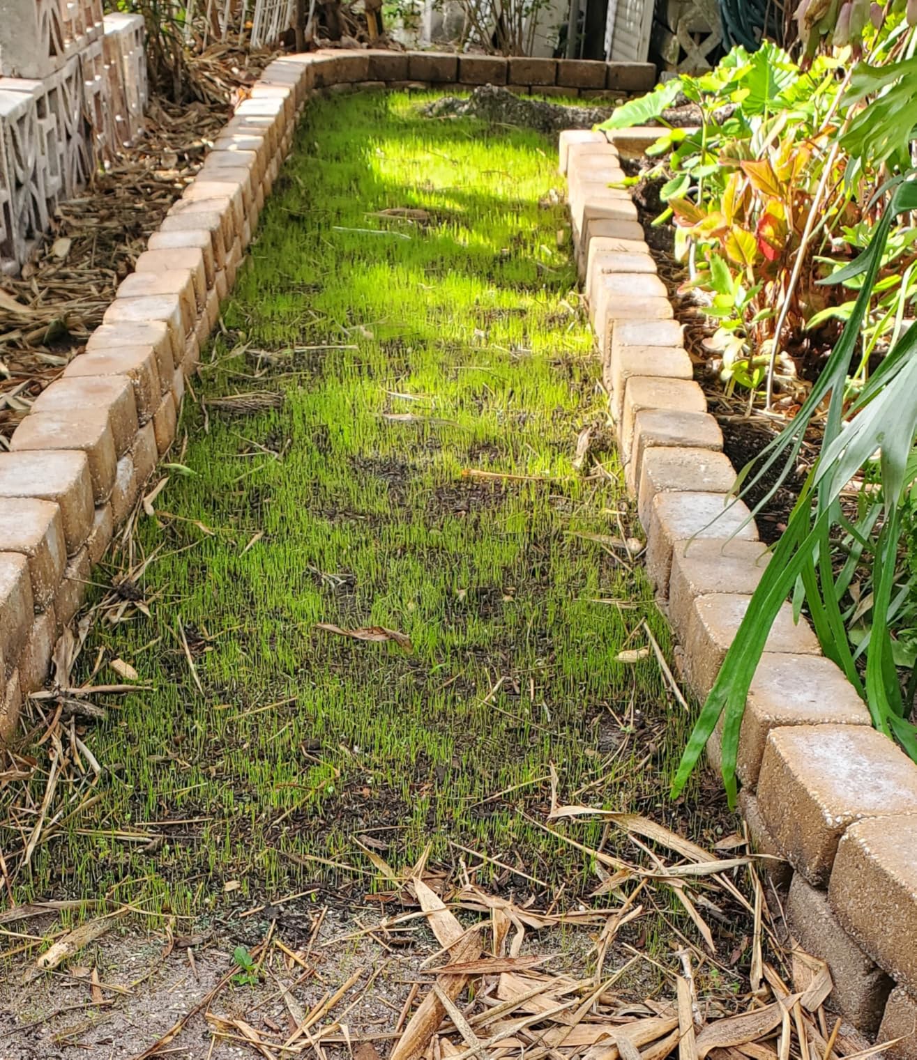 Pennington Smart Seed Dense Shade Grass Mix Bag 7 lb customer photo 1