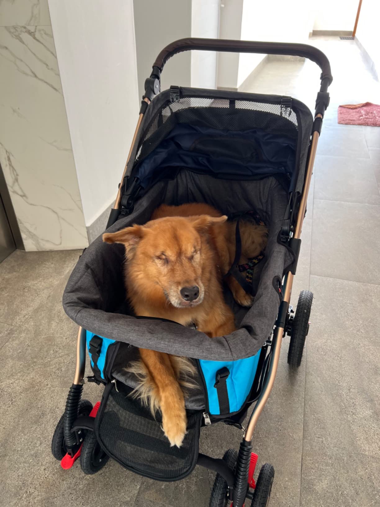 HPZ Pet Rover Titan-HD Premium Super-Sized Dog/Cat/Pet Stroller SUV Travel Carriage/w Access Ramp/100Lbs Capacity/Pumpless Rubber Wheels/Aluminum Frame for Small, Med, Large, XL Pets customer photo 1