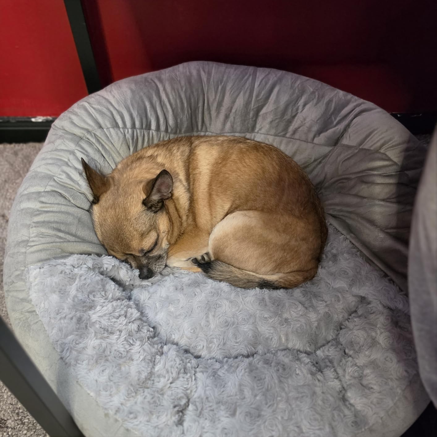 JOEJOY Small Dog Bed Cat Bed with Hooded Blanket, Cozy Cuddler Luxury Puppy Pet Bed, Donut Round Calming Anti-Anxiety Dog Burrow Cave Bed, 23 inch customer photo 1