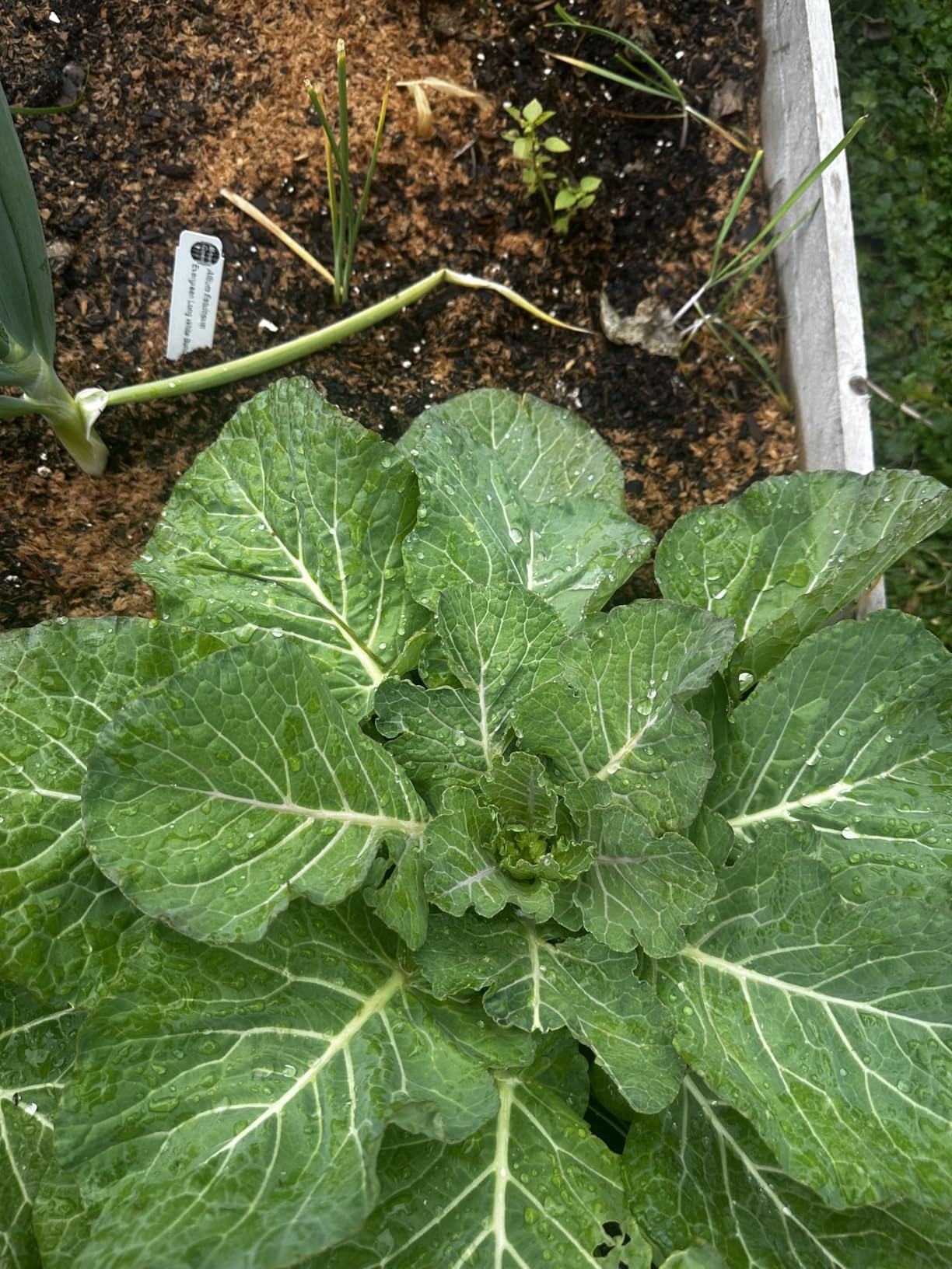 True Organic Tomato & Vegetable Food - Organic Fertilizer for Superior Harvests with 6% Calcium - 8lb Bag Covers 140 sq. ft. customer photo 1