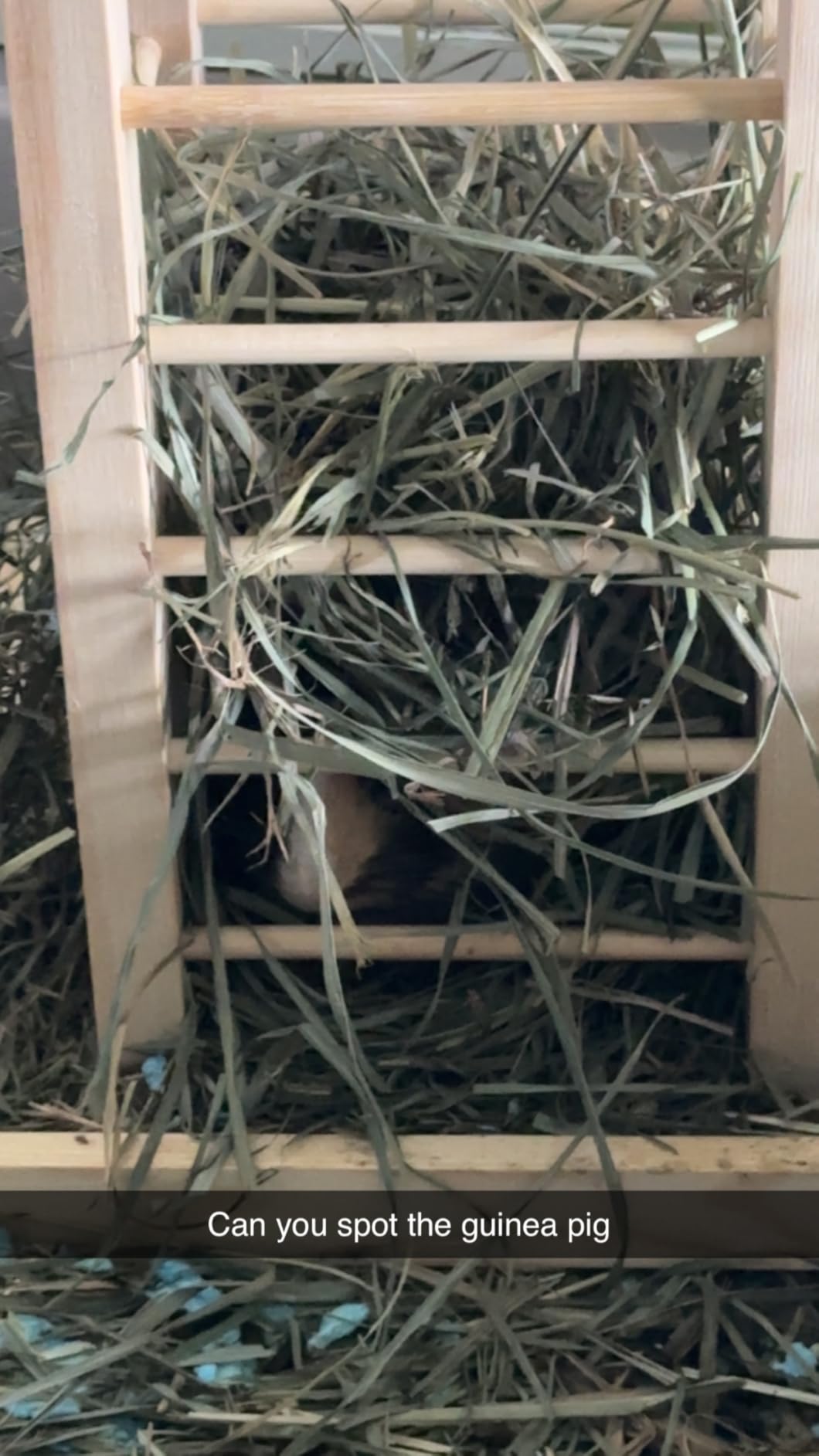 kathson Wooden Hay Feeder Rabbit Less Waste Food Feeding Rack Standing Pet-self Feeding Hay Manager Grass Holder Small Animals Cage Accessories for Bunny Chinchilla Guinea Pig customer photo 2