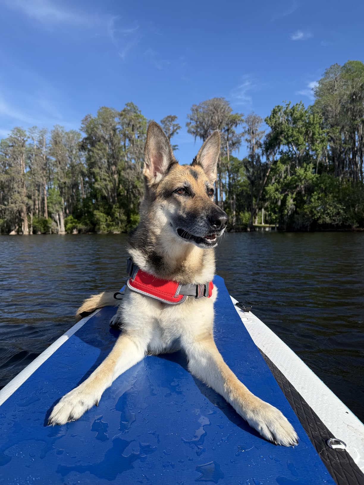 Outward Hound Dawson Swim Dog Life Jacket, High-Performance Neoprene Dog Life Vest for Swimming, Boating, and Water Safety, XL, Green customer photo 1