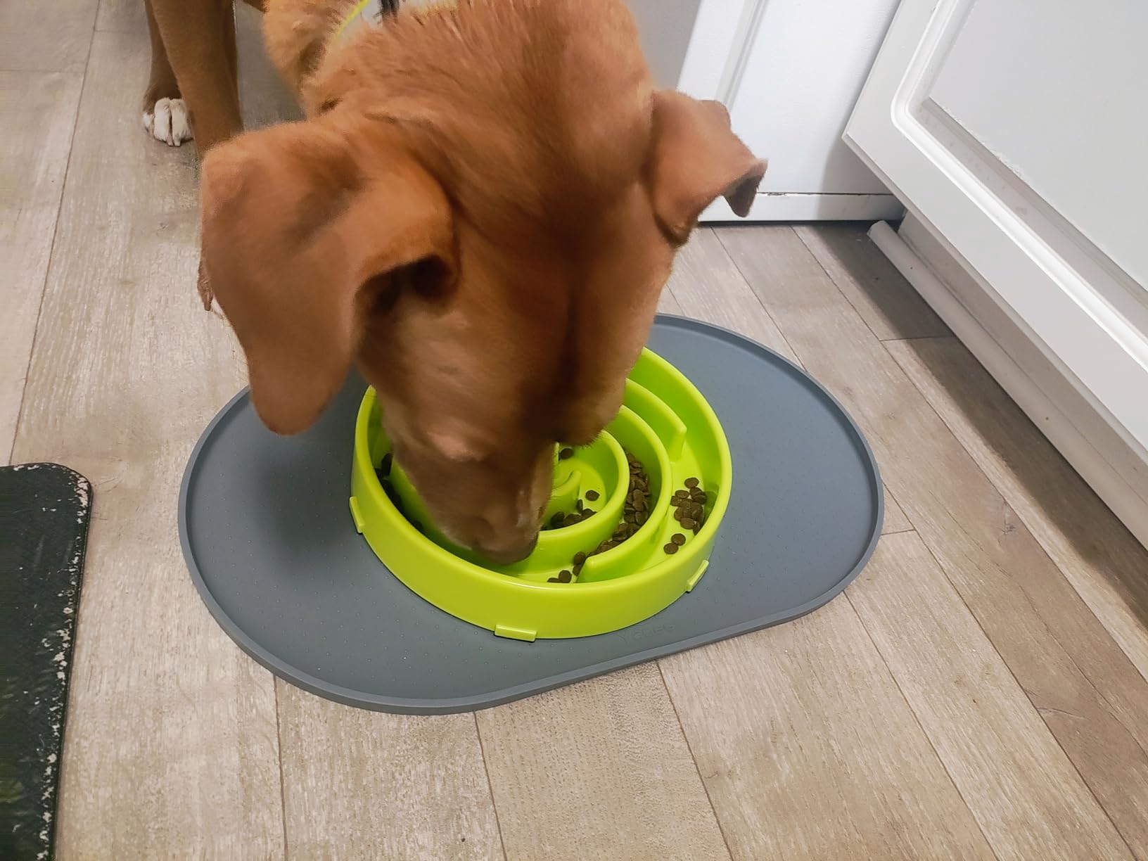 JASGOOD Slow Feeder Dogs Bowl for Large Medium Dogs,Anti-Gulping Pet Slower Food Feeding Bowls Stop Bloat,Preventing Choking customer photo 2
