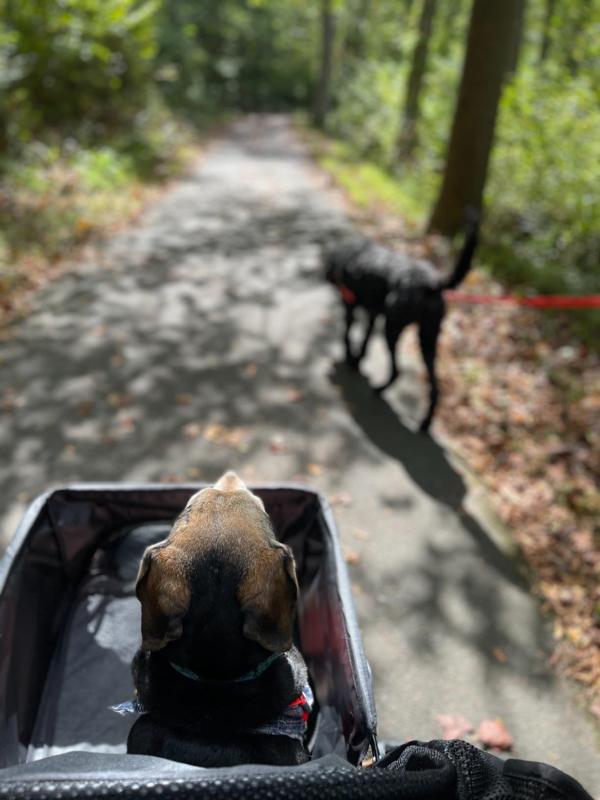 HPZ-PR America HPZ Pet Rover Premium Heavy Duty Dog/Cat Stroller Travel Carriage with Zipperless Entry, Pump-Free Rubber Tires for Small, Medium, Large Pets customer photo 1