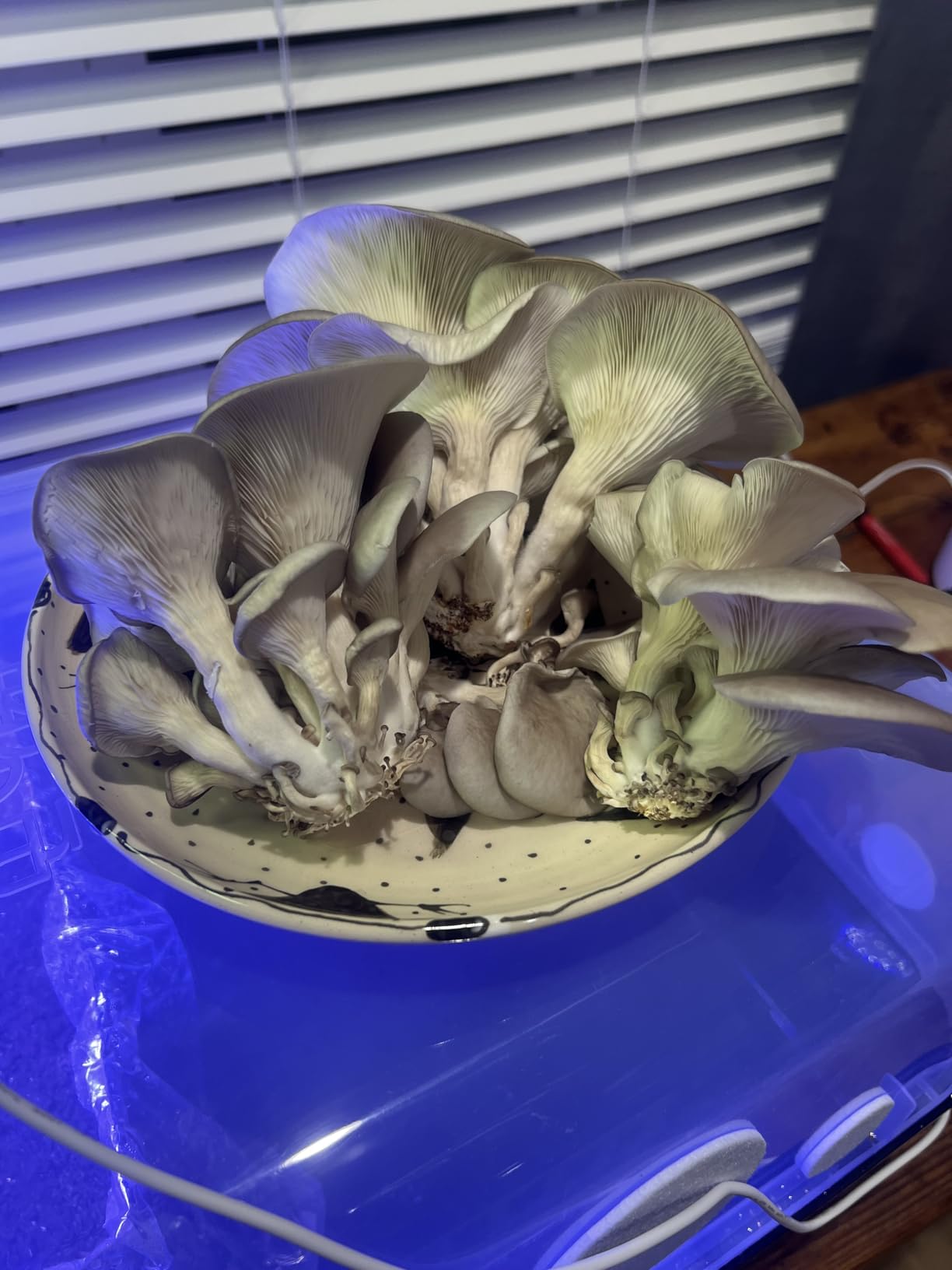 North Spore Organic Blue Oyster (100 ct) Mushroom Plugs for Logs | Premium Quality Mushroom Plug Spawn | Handmade in Maine, USA | Grow Gourmet Mushrooms Outdoors on Logs | Pleurotus ostreatus customer photo 1