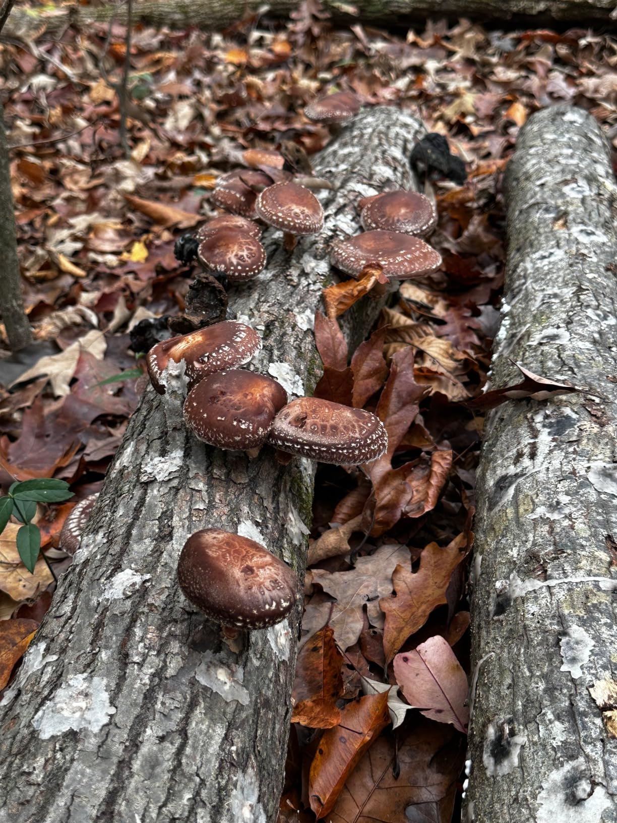 North Spore Organic Shiitake (100 ct) Mushroom Plugs for Logs | Premium Quality Mushroom Plug Spawn | Handmade in Maine, USA | Grow Gourmet Mushrooms Outdoors on Logs | Lentinula edodes customer photo 2