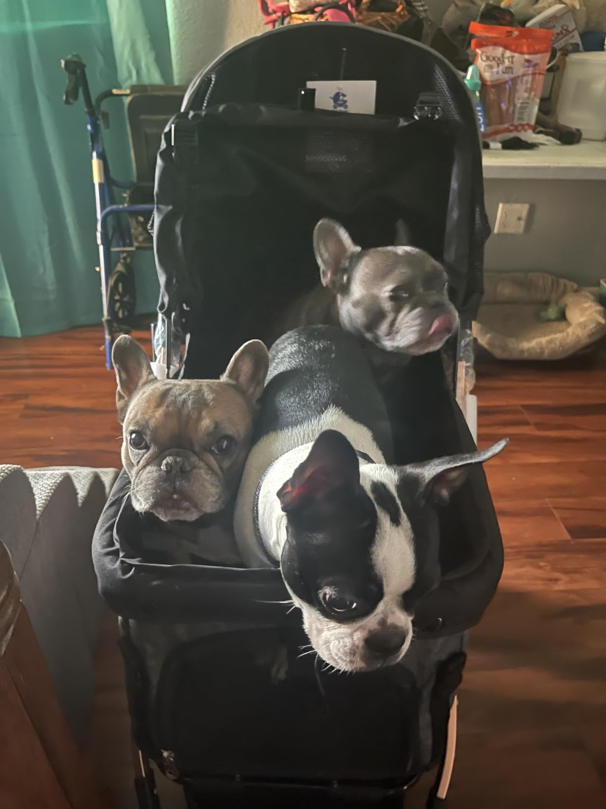 HPZ-PR America Pet Rover Lite Premium Light-Weight Dog/Cat/Pet Stroller Travel Carriage with Convertible Compartment, Aluminum Frame customer photo 1