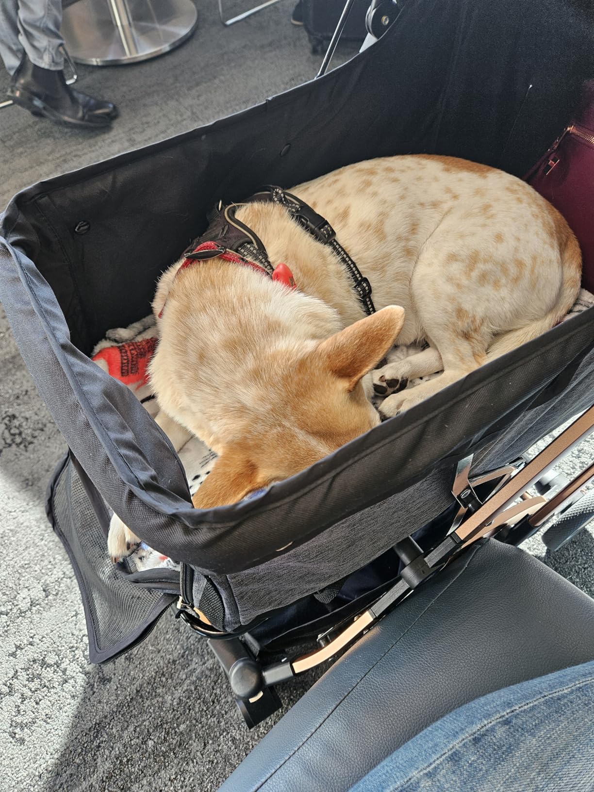HPZ-PR America Pet Rover Lite Premium Light-Weight Dog/Cat/Pet Stroller Travel Carriage with Convertible Compartment, Aluminum Frame customer photo 2