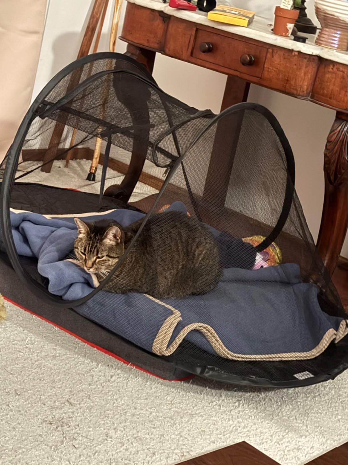 Cat Tent Outdoor, Pet Enclosure Tent Suitable for Cats and Small Animals, Indoor Playpen Portable Exercise Tent with Carry Bag customer photo 2