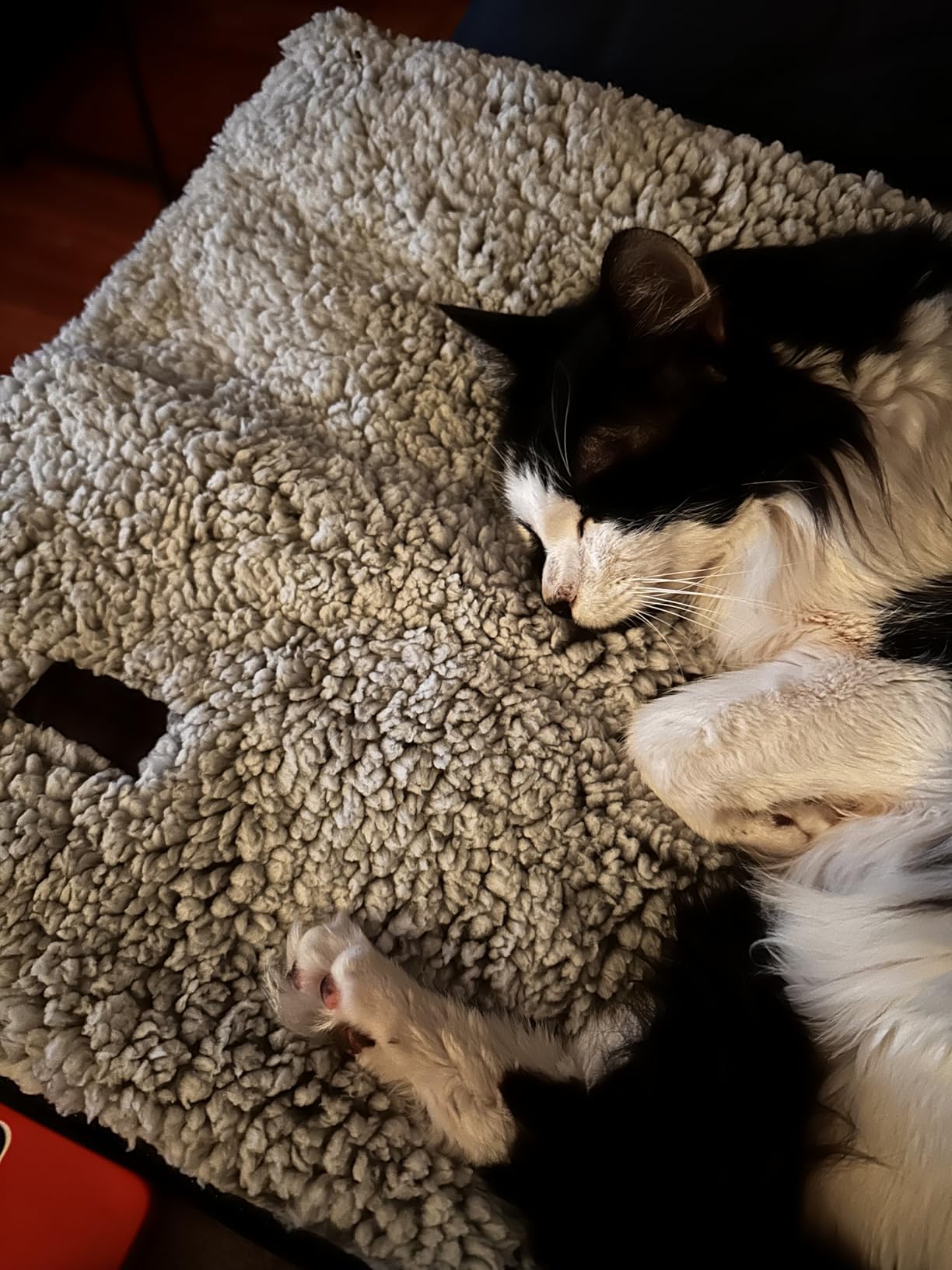 Self Warming Cat Bed Self Heating Cat Dog Mat 24 x 18 inch Extra Warm Thermal Pet Pad for Indoor Outdoor Pets with Removable Cover Non-Slip Bottom Washable Non Electric customer photo 2