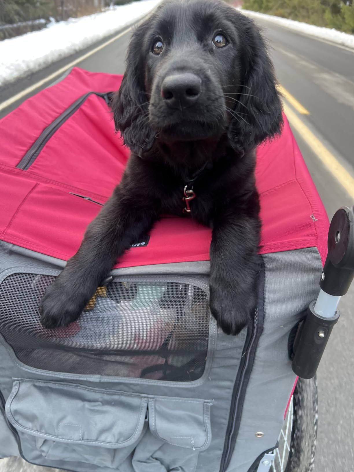 DOGGYHUT Premium Large/XL Pet Bike Trailer & Stroller for Large Sized Dog or Multiple Small Dogs,Low Center of Gravity,Parking Brakes,Easy Folding Frame,Bicycle Carrier customer photo 2