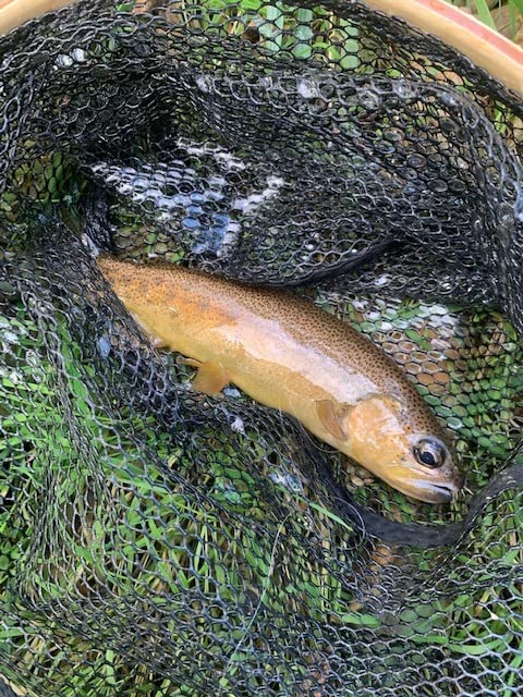 CO. Tiny Ten 5 Foot Mini Ultralight Carbon Fiber Tenkara Fly Fishing Rod customer photo 2
