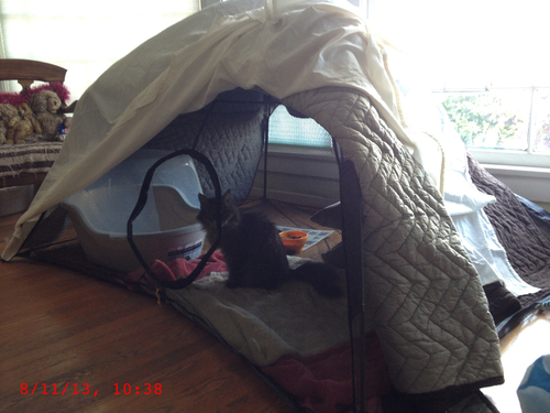 Outback Jack Catio Outdoor Cat Enclosure, (Kitty Katio) for Indoor Cat or Multiple Cats - Portable Tent, Play Tent for Cats, Catio, Outside Enclosure customer photo 1