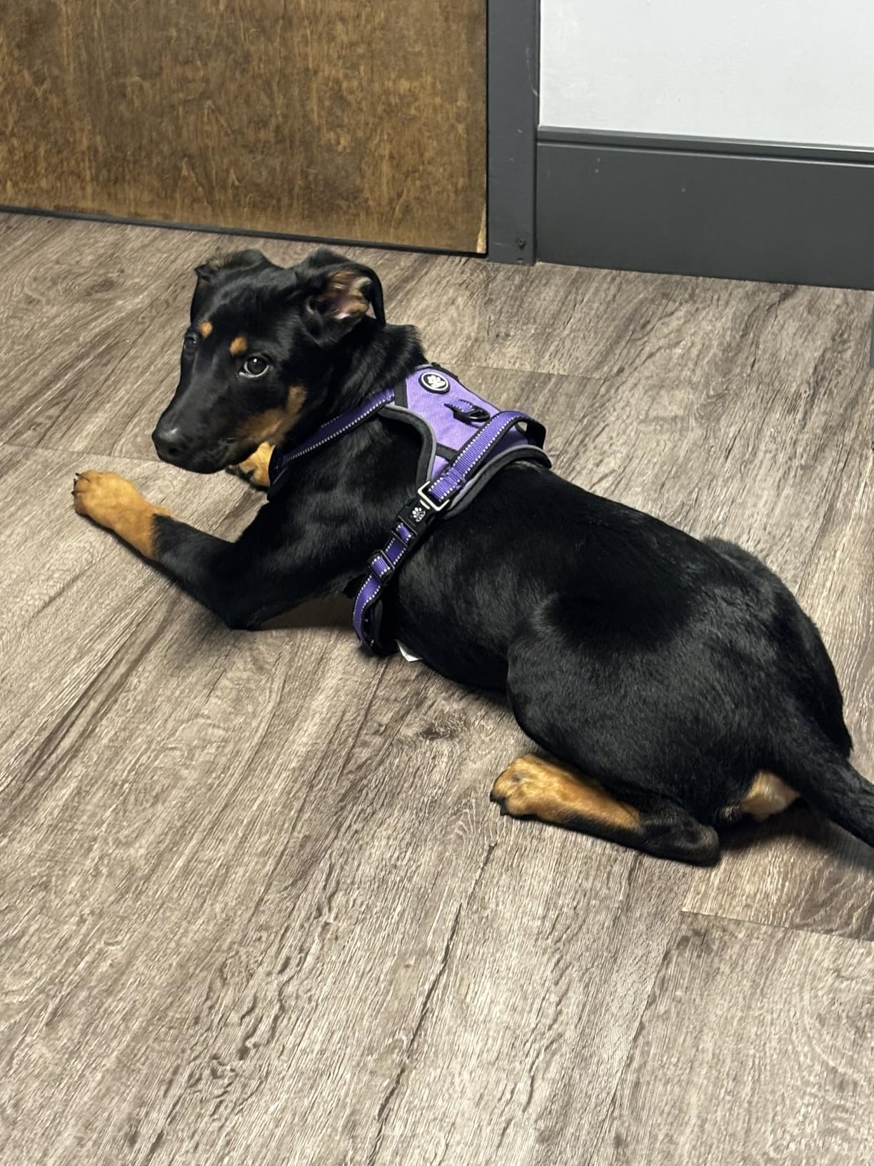 IVY&LANE No Pull Dog Harness for Small Dogs, Dog Vest Harness with Leash, Safety Belt and Storage Strap, Fully Adjustable Harness, 360 Reflective Strip, Soft Handle (Purple, S) customer photo 1