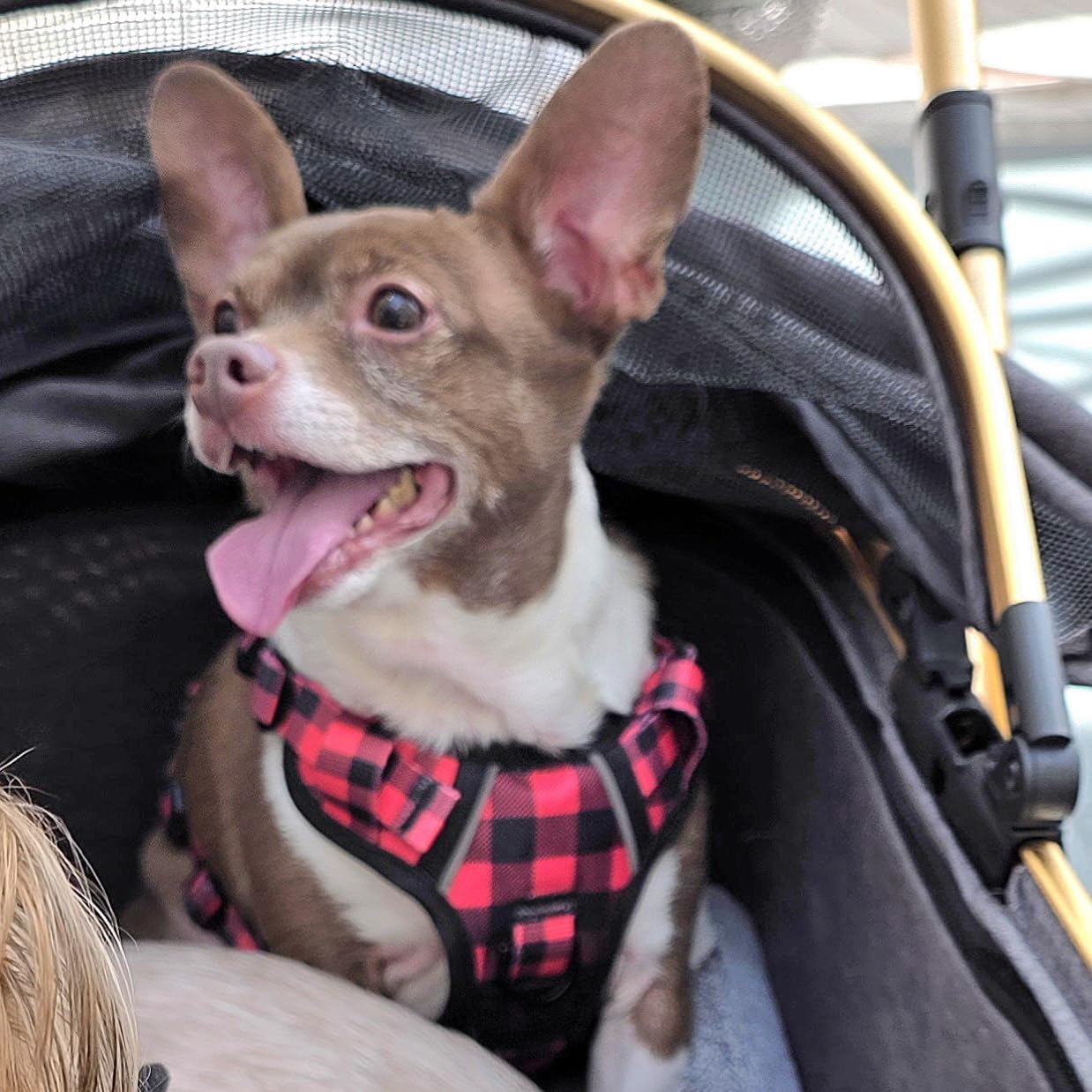 IVY&LANE No Pull Dog Harness for Small Dogs, Dog Vest Harness with Leash, Safety Belt and Storage Strap, Fully Adjustable Harness, 360 Reflective Strip, Soft Handle (Purple, S) customer photo 2