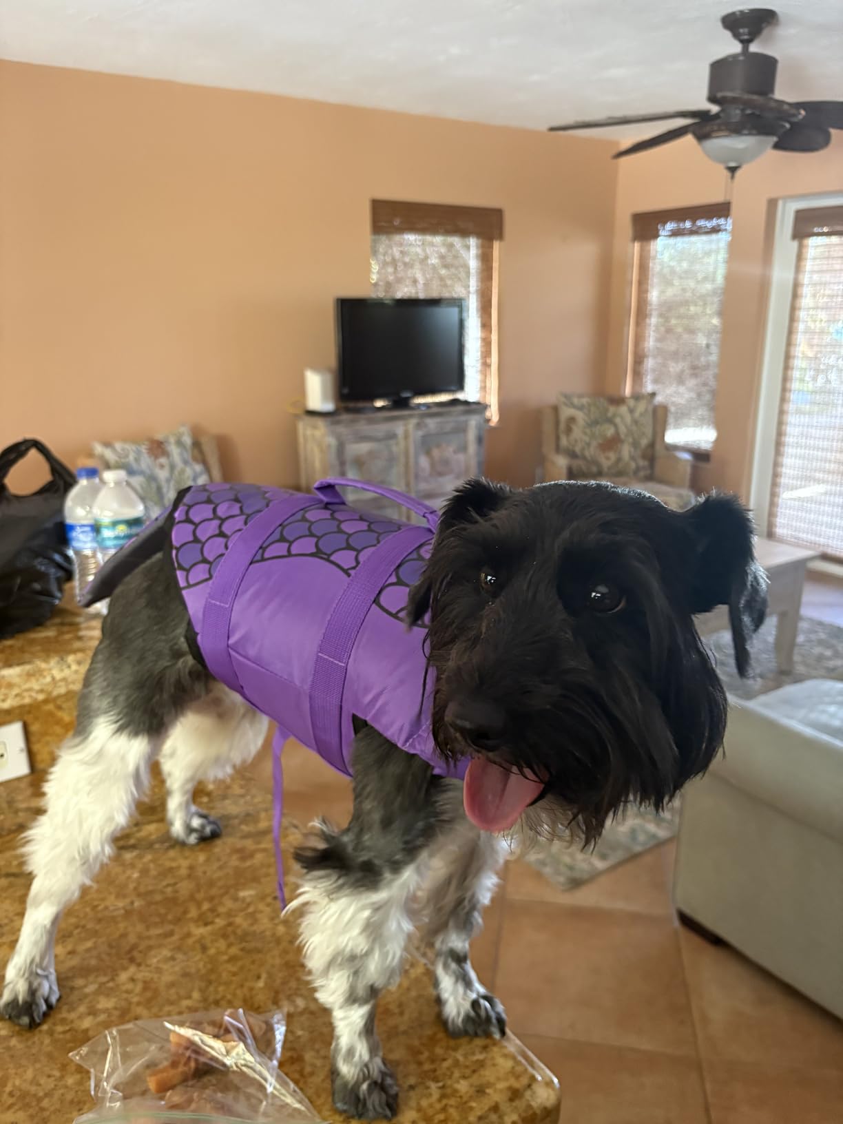 EMUST Dog Life Jacket, Ripstop Dog Lifesaver Vests with Rescue Handle for Small Medium and Large Dogs, Pet Safety Swimsuit Preserver for Swimming Pool Beach Boating (XS,Pool Blue) customer photo 1
