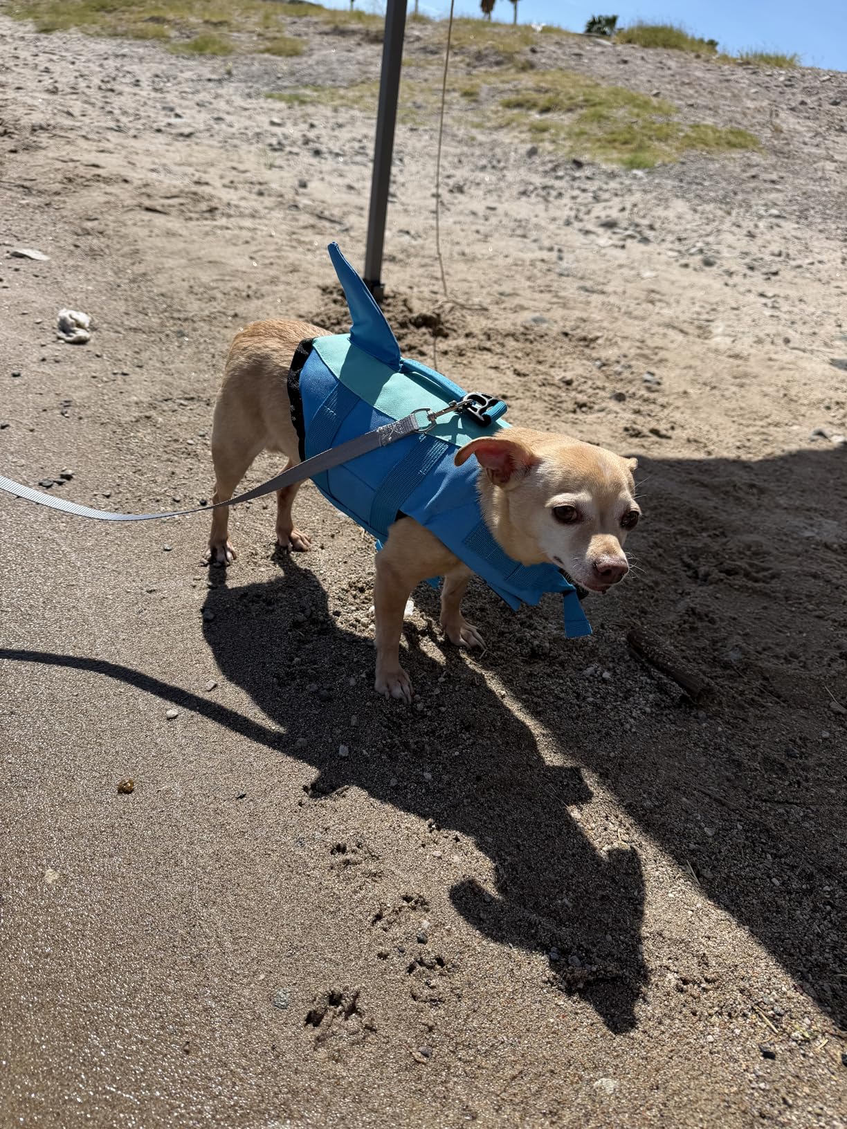 EMUST Dog Life Jacket, Ripstop Dog Lifesaver Vests with Rescue Handle for Small Medium and Large Dogs, Pet Safety Swimsuit Preserver for Swimming Pool Beach Boating (XS,Pool Blue) customer photo 2