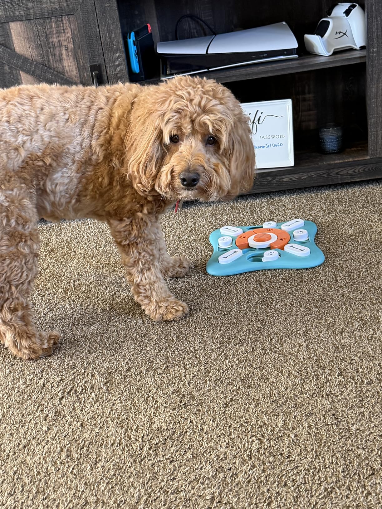 FOXMM Interactive Dog Treat Puzzle Toys for IQ Training & Mental Stimulating,Fun Slow Feeder,Large Medium Small Dogs Enrichment Toys with Squeak Design customer photo 1