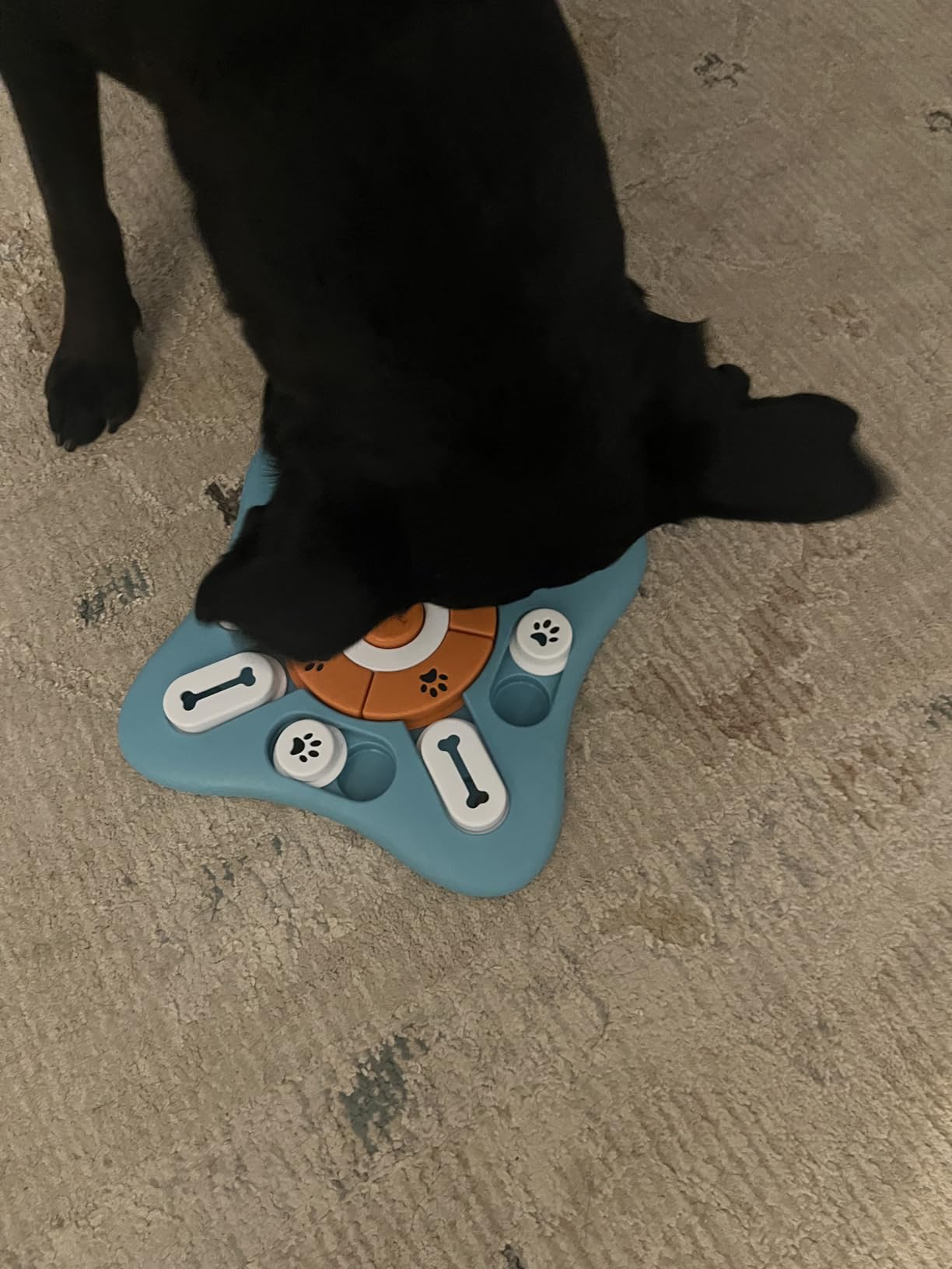 FOXMM Interactive Dog Treat Puzzle Toys for IQ Training & Mental Stimulating,Fun Slow Feeder,Large Medium Small Dogs Enrichment Toys with Squeak Design customer photo 2
