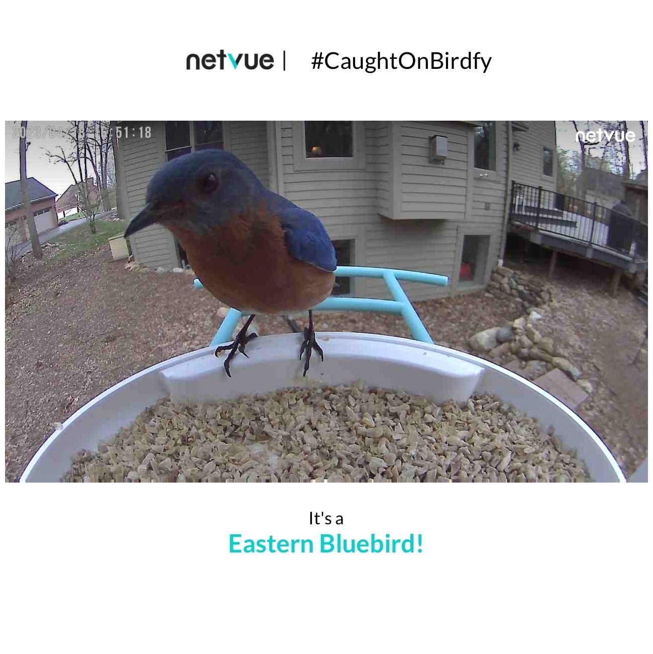 NETVUE by Birdfy Smart Bird Feeder with 2K HD AI Camera Solar Powered, Wireless Wildbird Watching, Live Stream&Color Night Vision, Auto-Capture & Notify, Free Cloud Storage customer photo 1