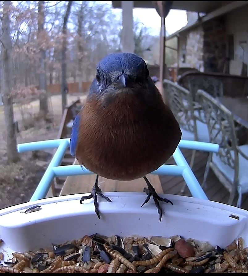 NETVUE by Birdfy Smart Bird Feeder with AI Camera, Auto Capture Videos & Motion Detection, Live Steam, Wireless Wildbird Watching, Outdoor Backyard Birder customer photo 1