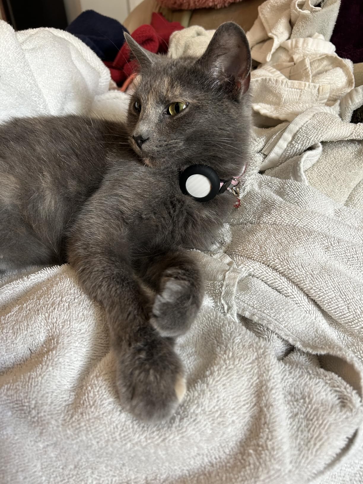 Airtag Cat Collar Breakaway, Reflective Kitten Collar with Apple Air Tag Holder and Bell for Girl Boy Cats, 0.4 Inches in Width and Lightweight (Black) customer photo 1