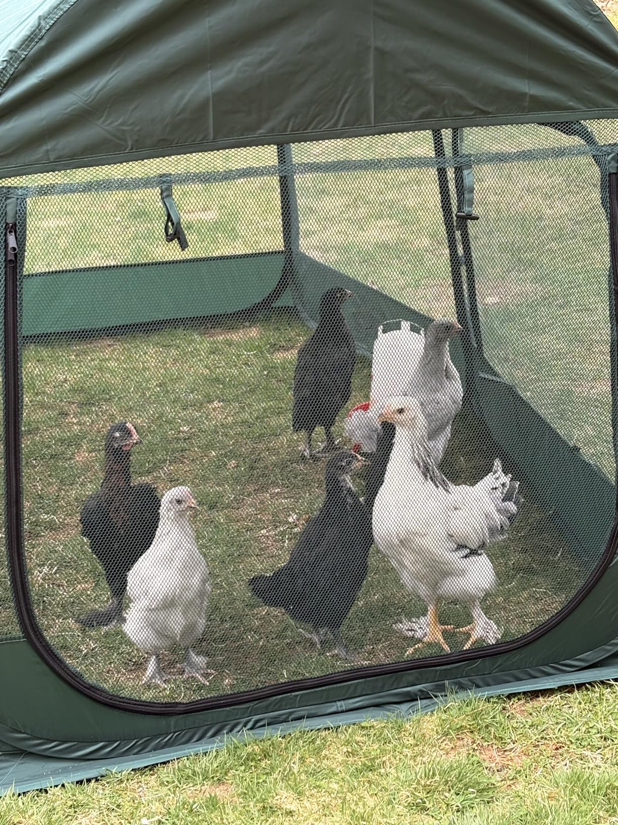 Portable Chicken Run Large Pop-Up Chicken Pen for Small Animals Outdoor Gardening Net with 3 Doors and Handbag, Easy to Install and Storage, Green customer photo 1